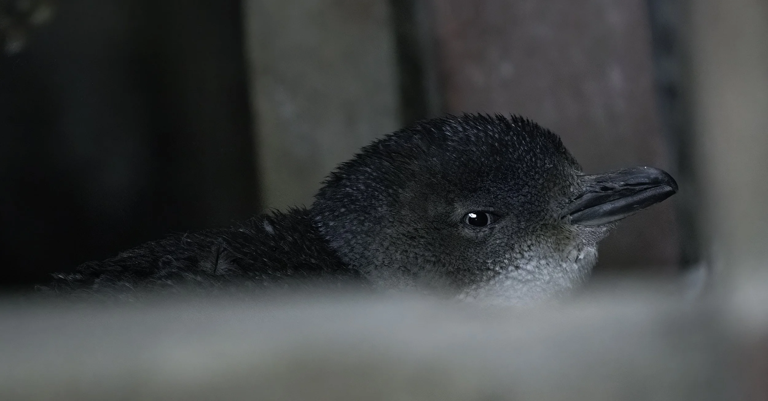 Little Penguin