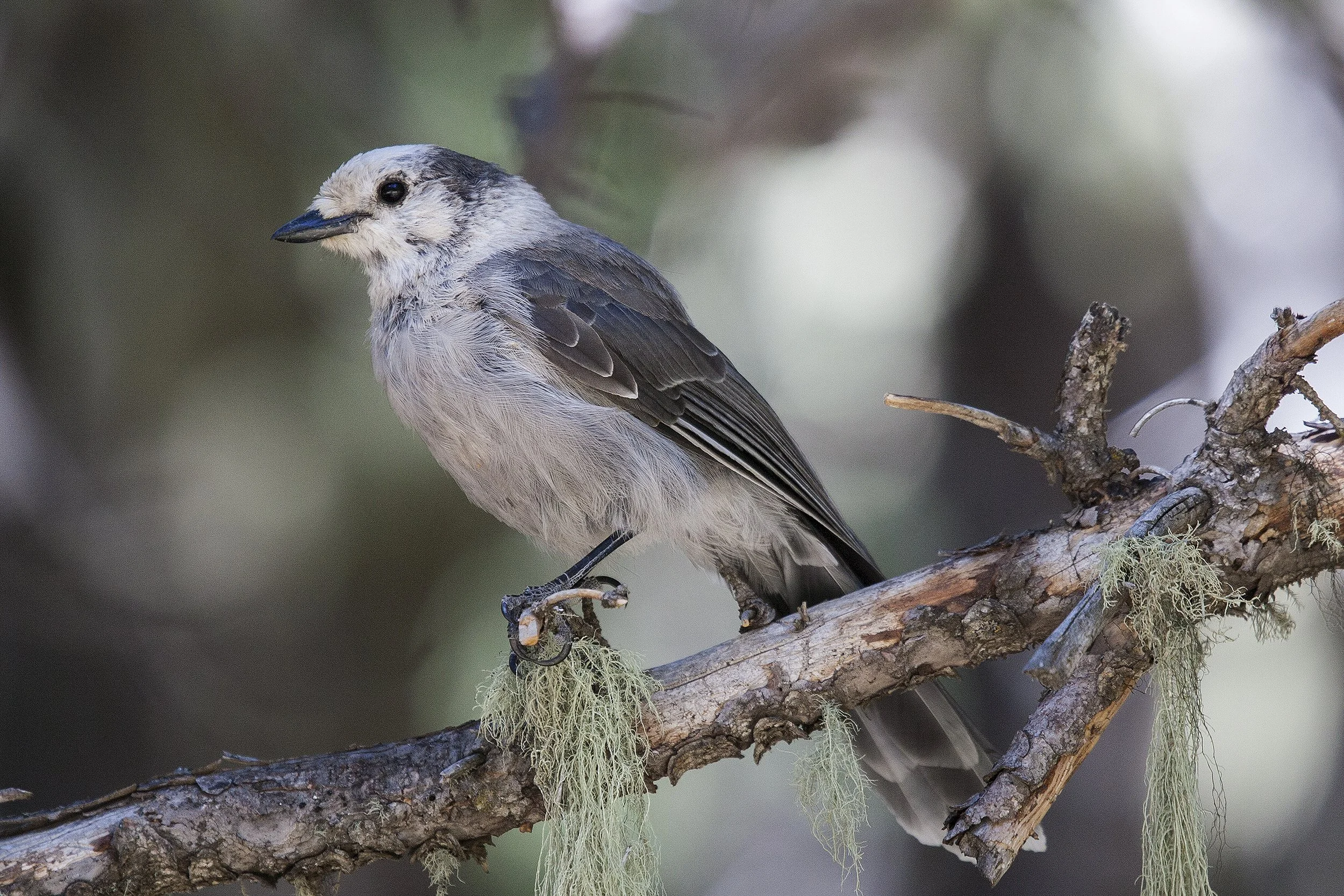 Gray Jay