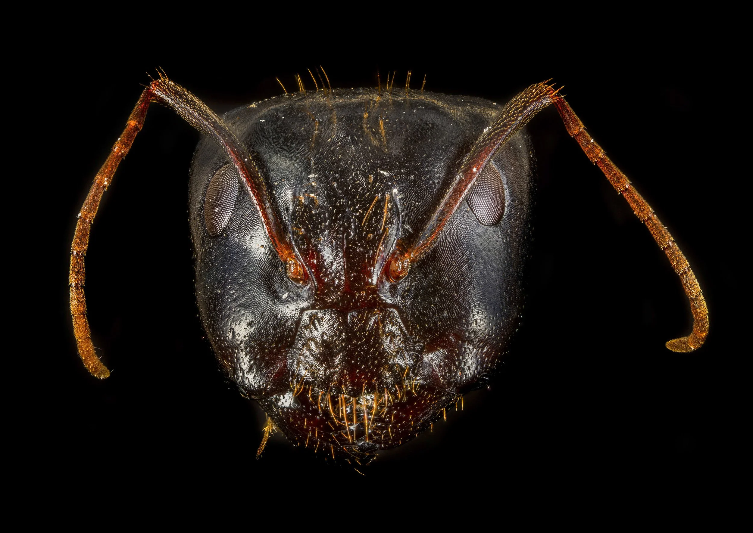 ant_4.jpg
