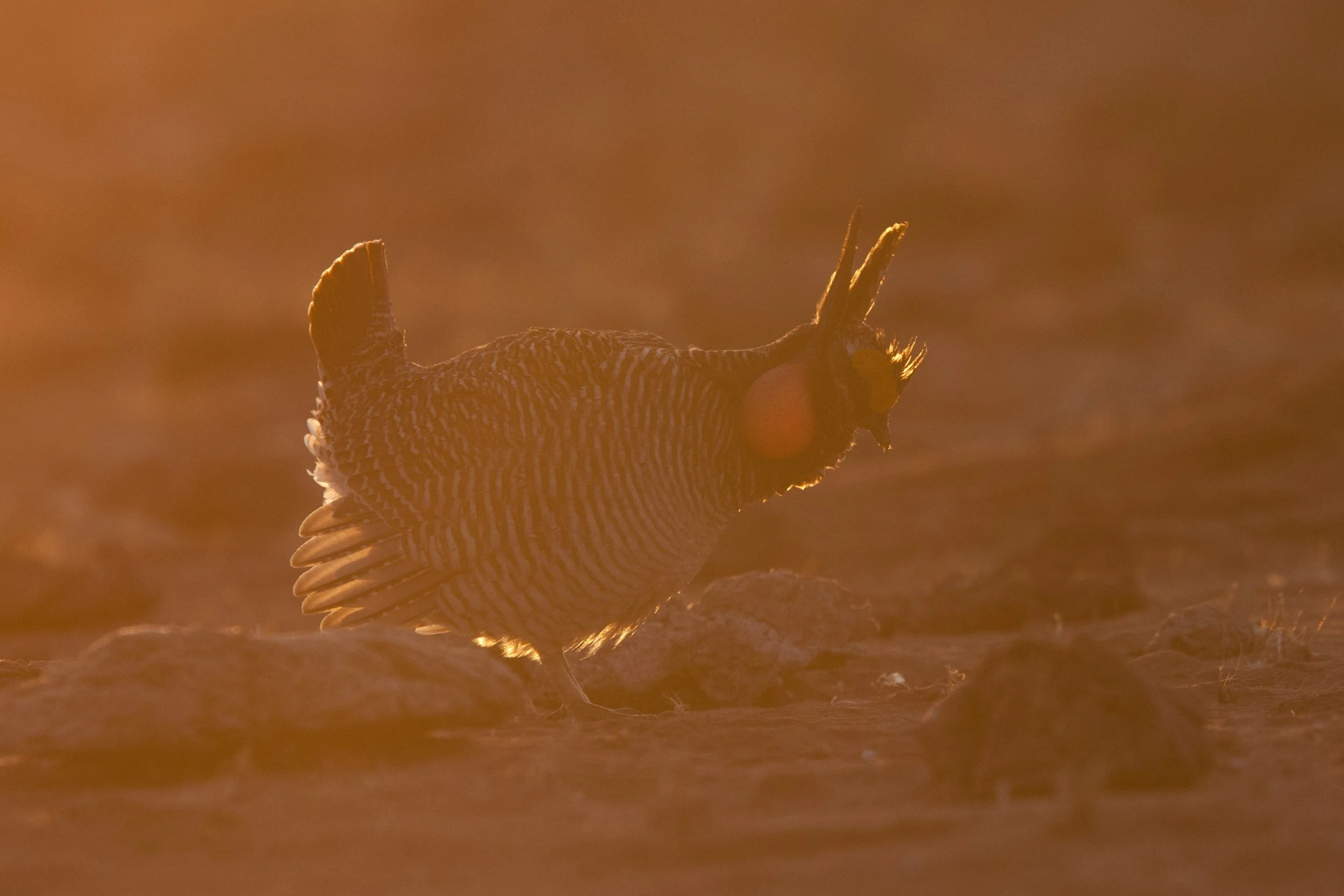 Lesser Prairie Chicken