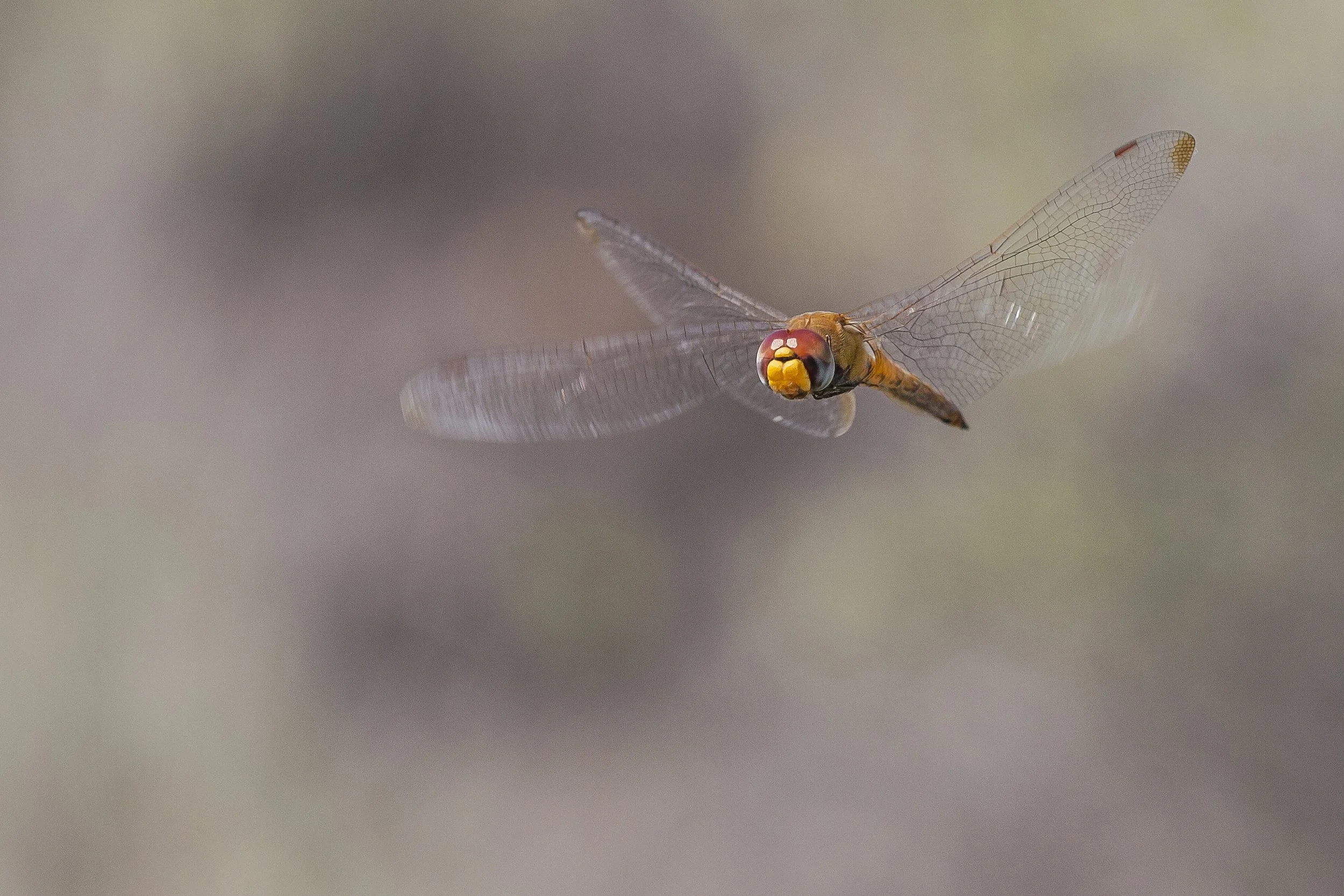 Wandering Glider (Pantala flavescens)_IMG_8766 (1).jpg