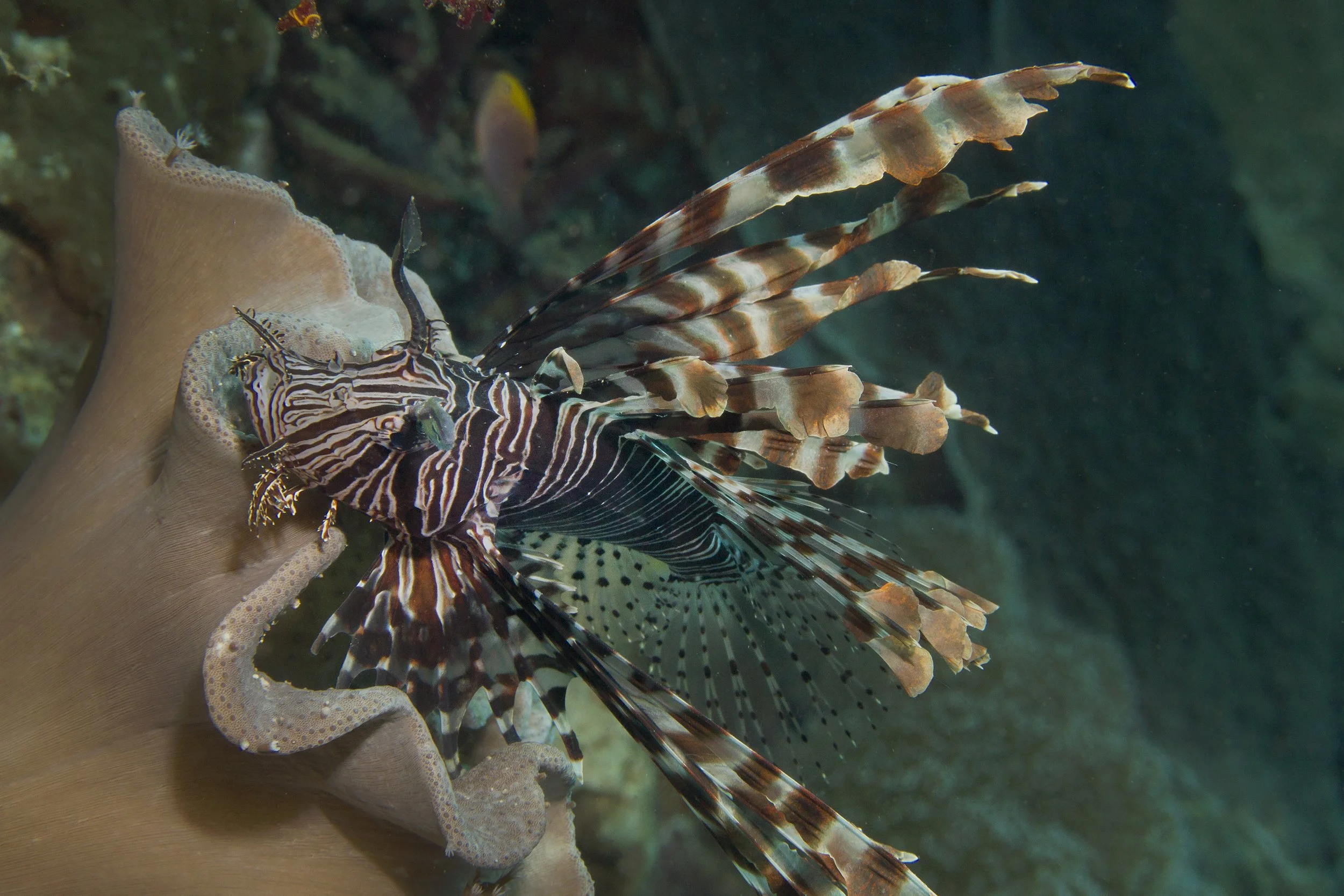 Halmahera_IMG_2886 (1).jpg