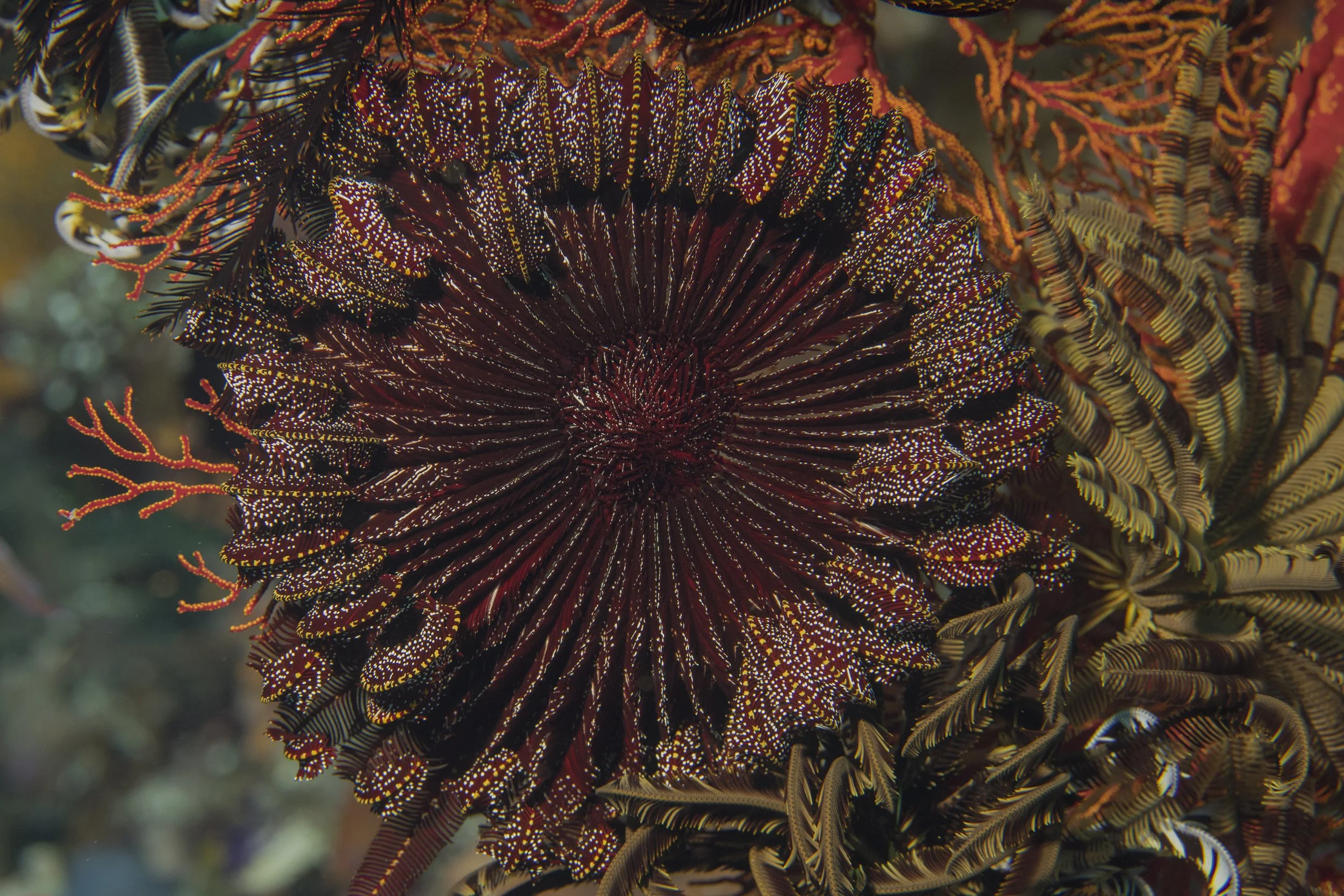 Komodo_DSC07219.jpg