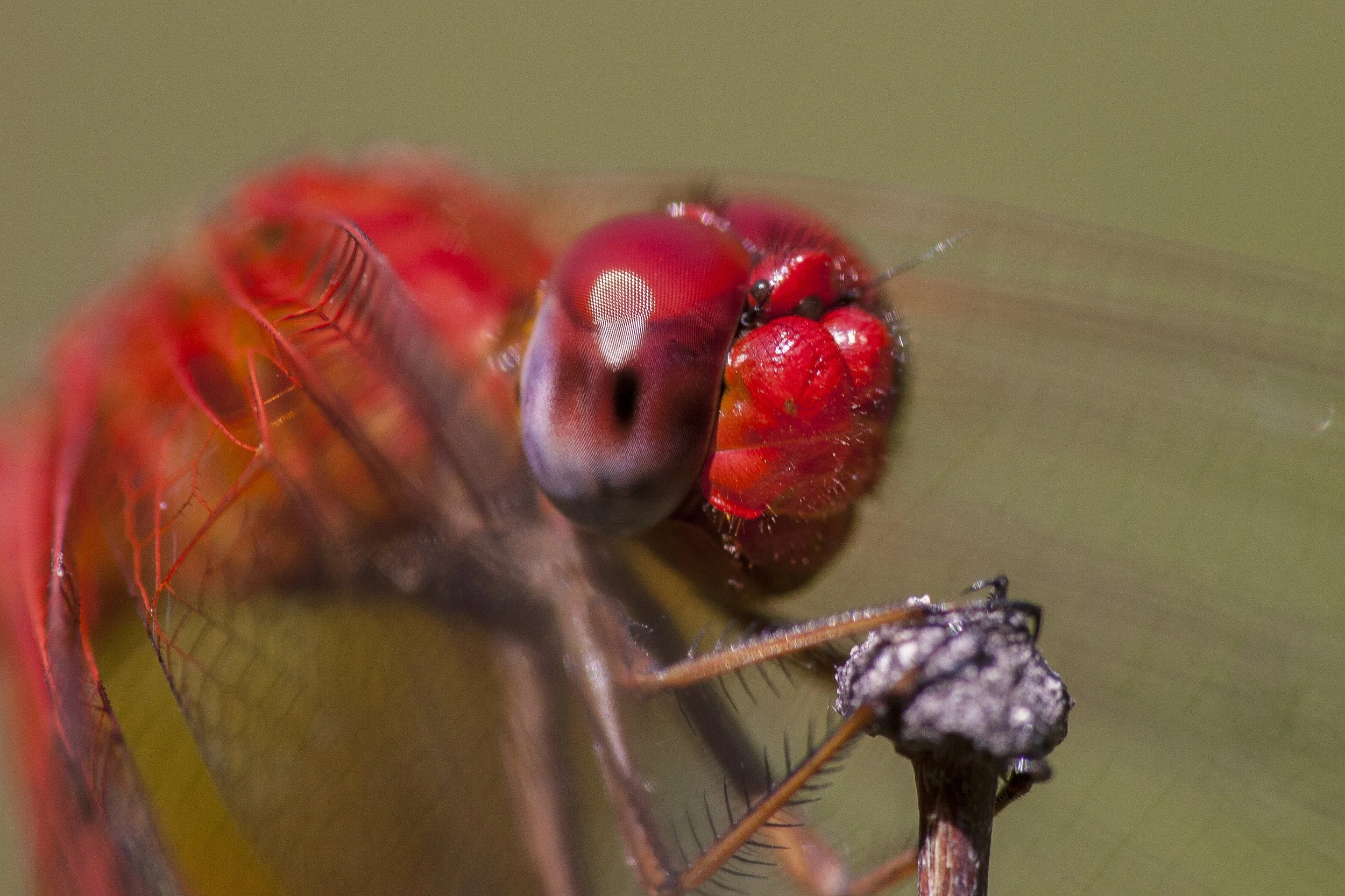 Mayan Setwing (Dythemis maya)_IMG_9156.jpg