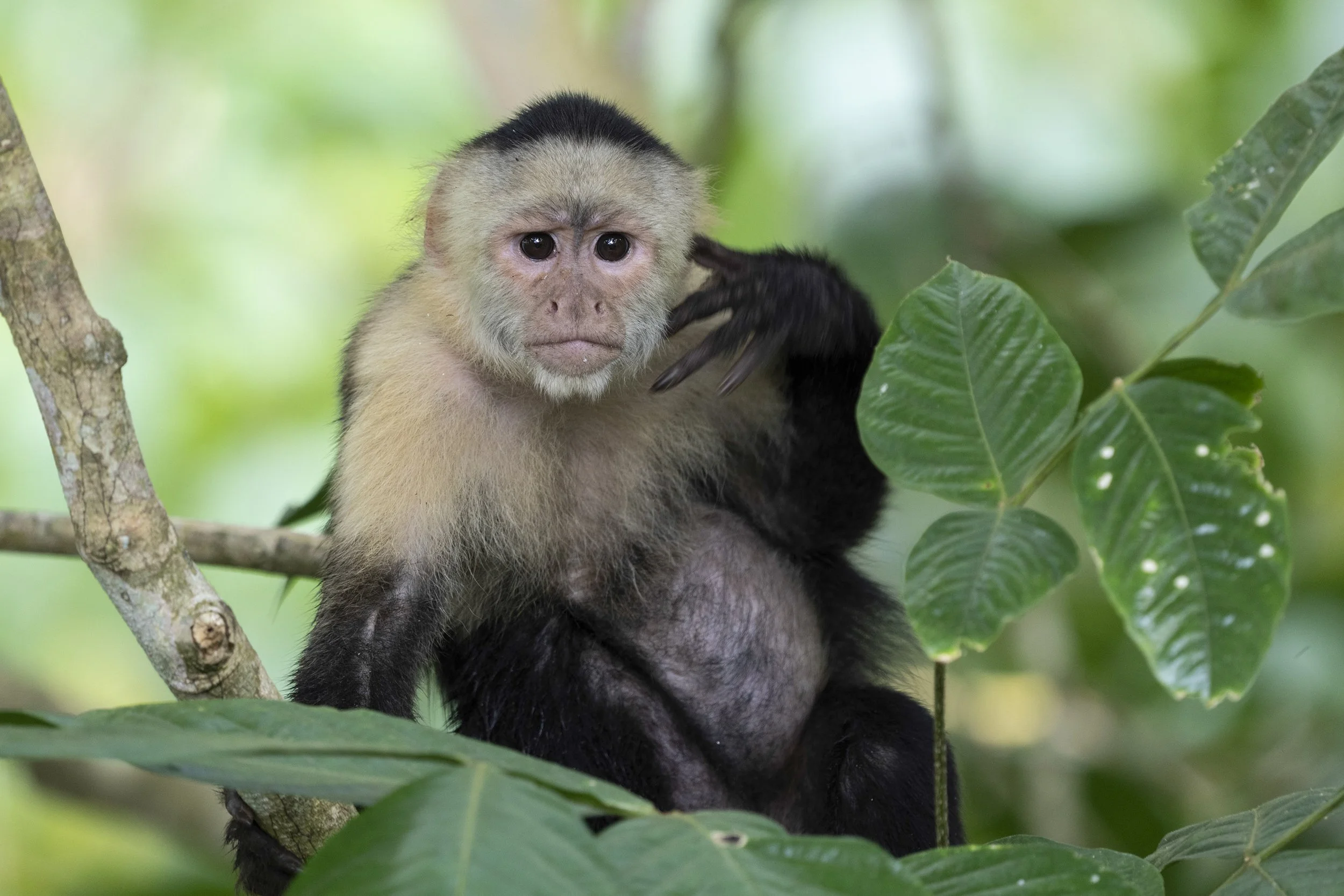 Panamanian White-Faced Capuchin, Panama