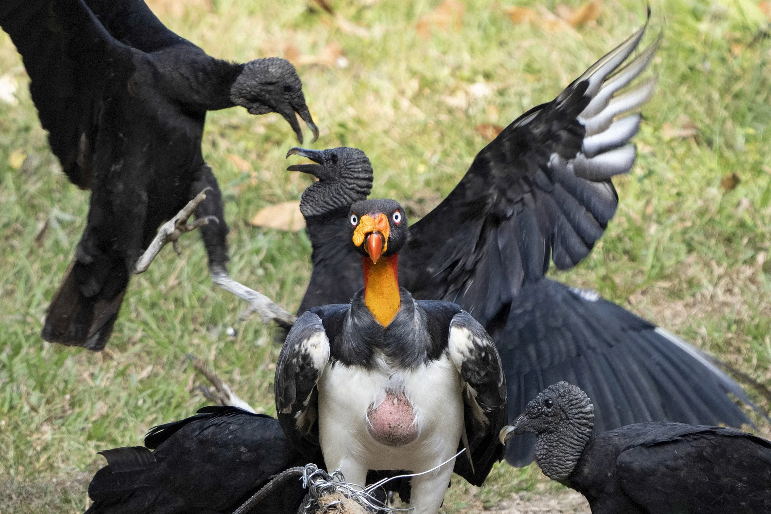 King Vulture