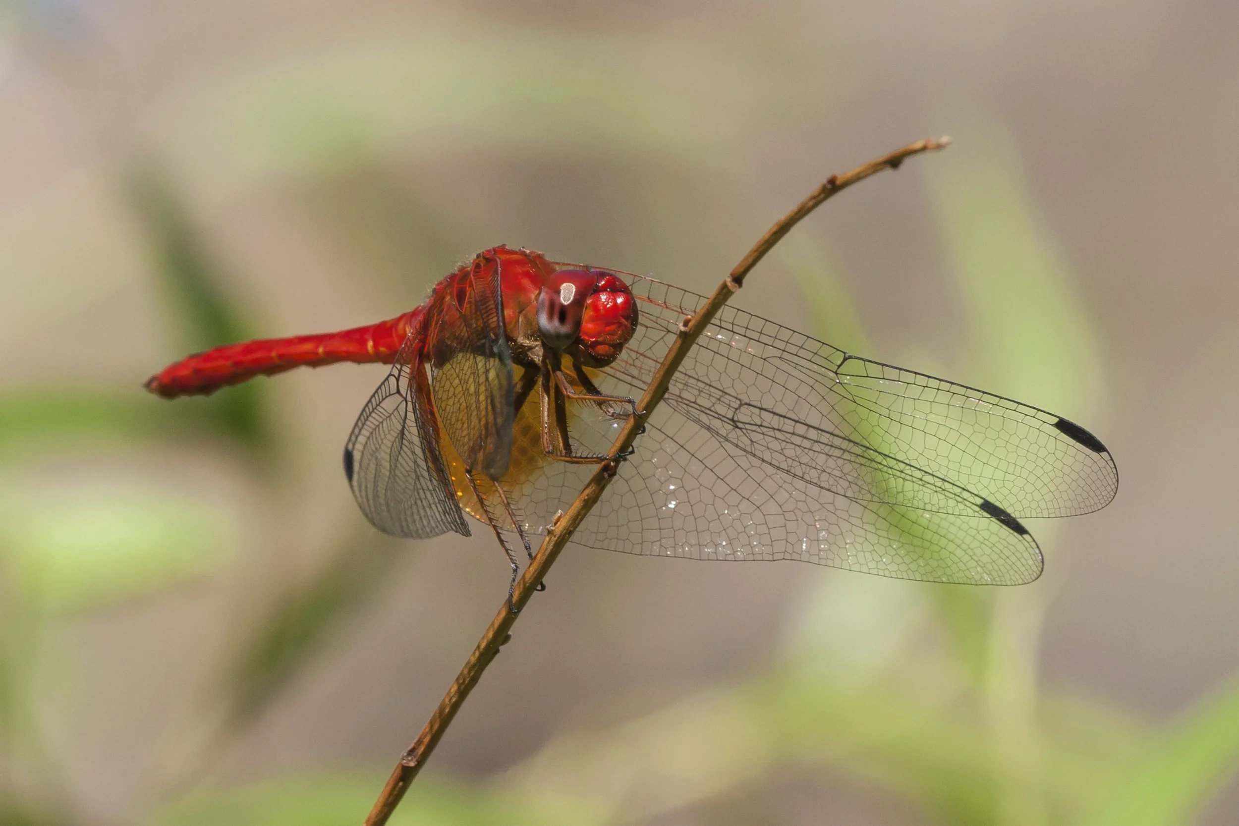 Mayan Setwing (Dythemis maya)_IMG_9088.jpg