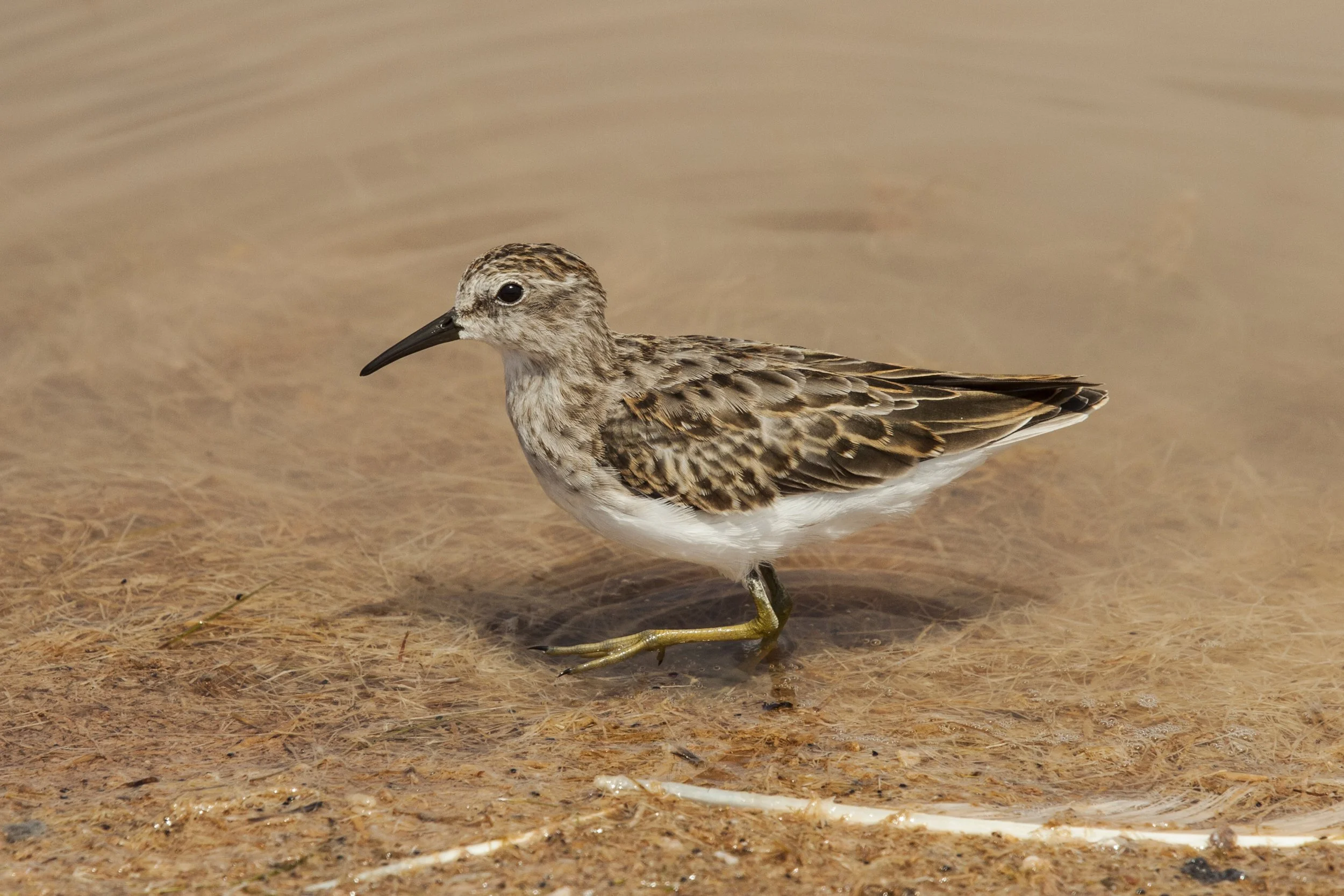 Least Sandpiper