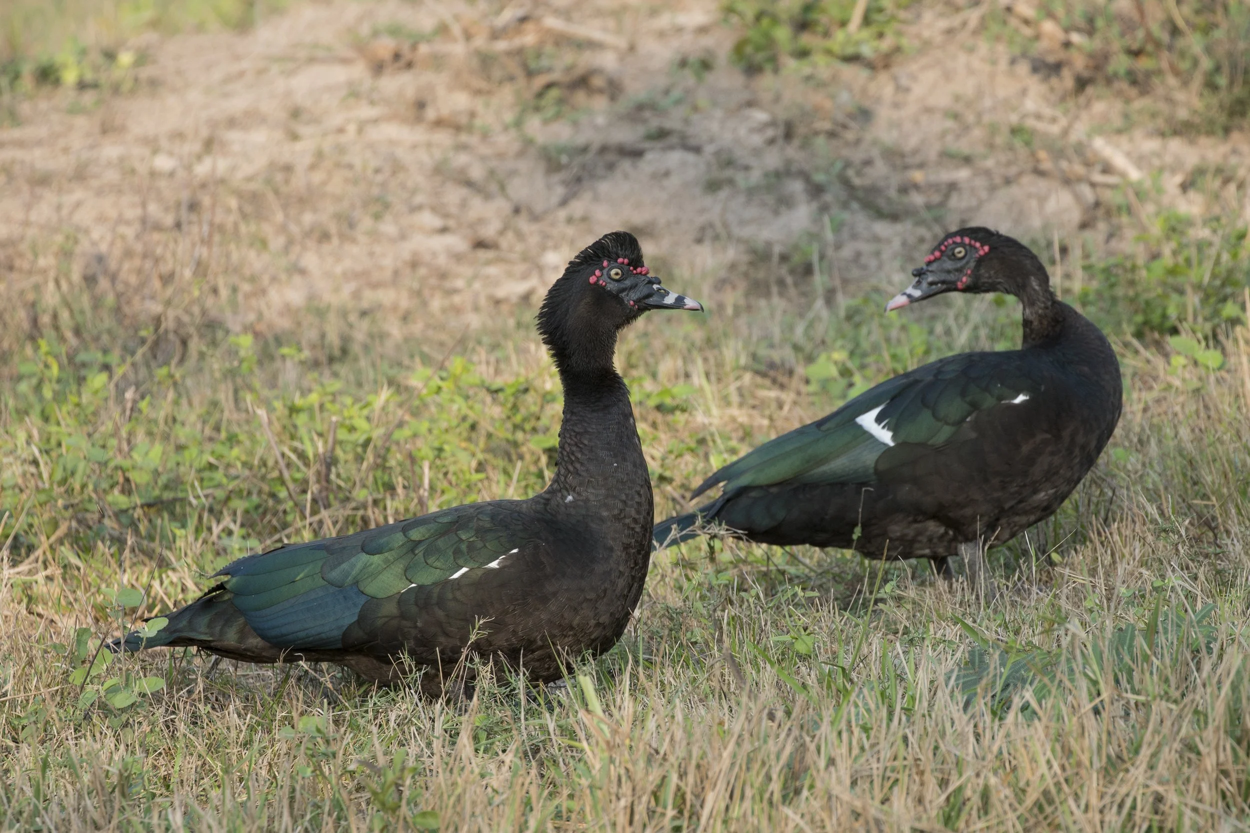 Muscovy Duck