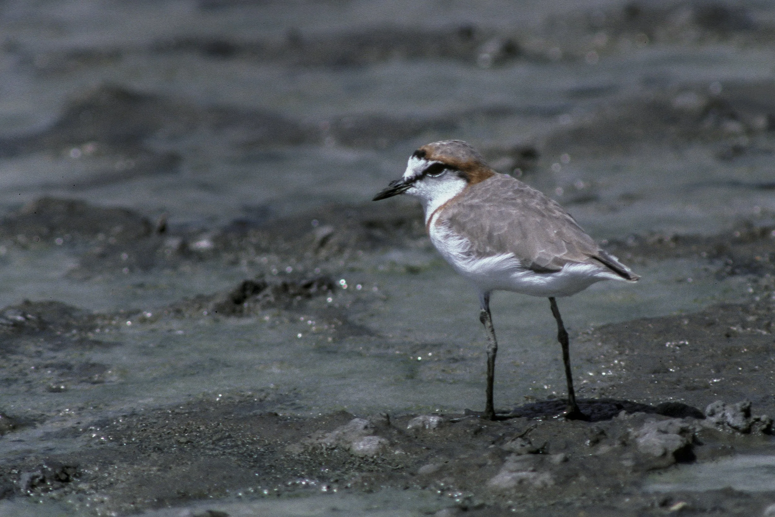 Chestnut Banded Plover