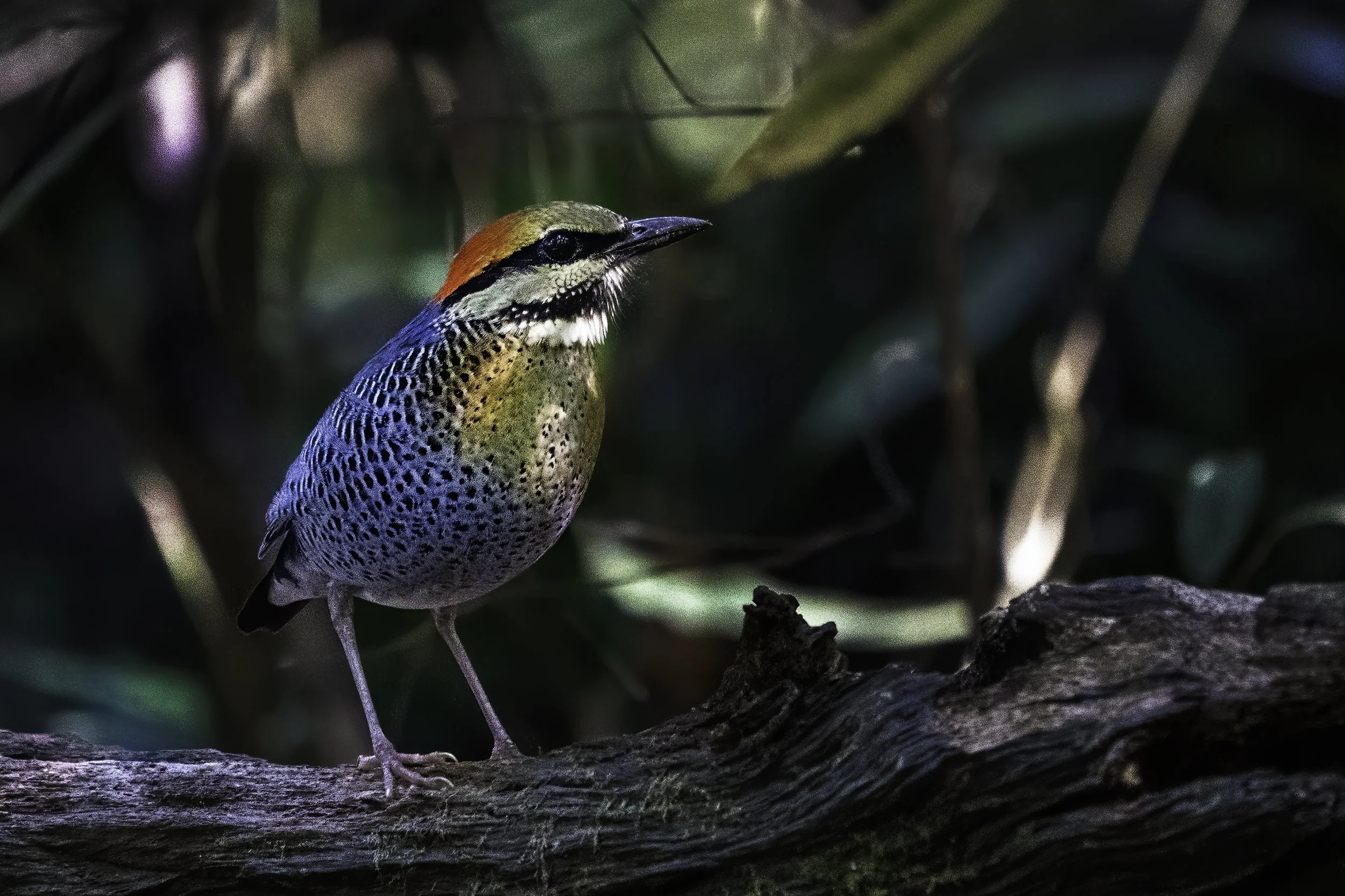 Blue Pitta