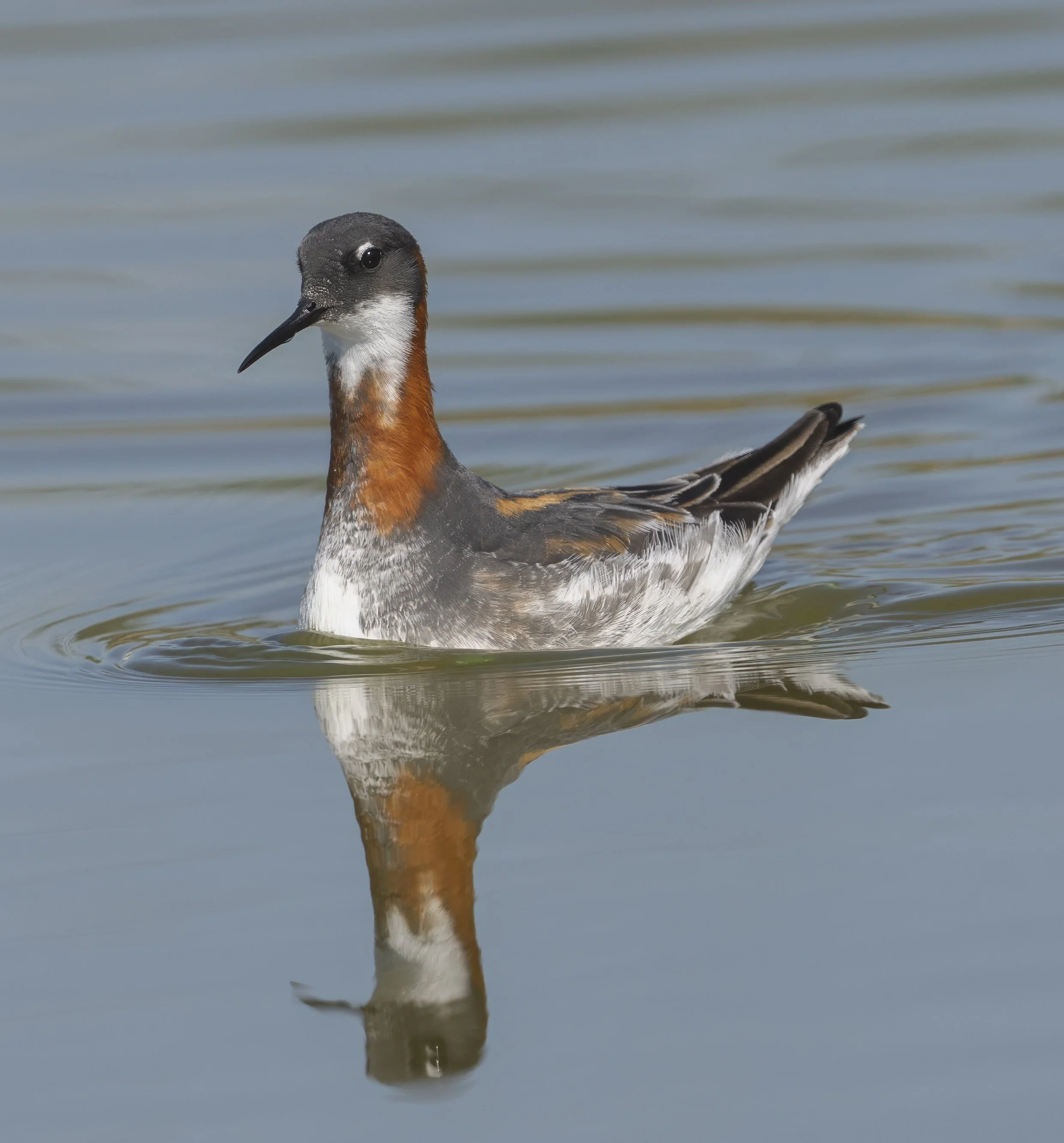 Red Necked Phalarope