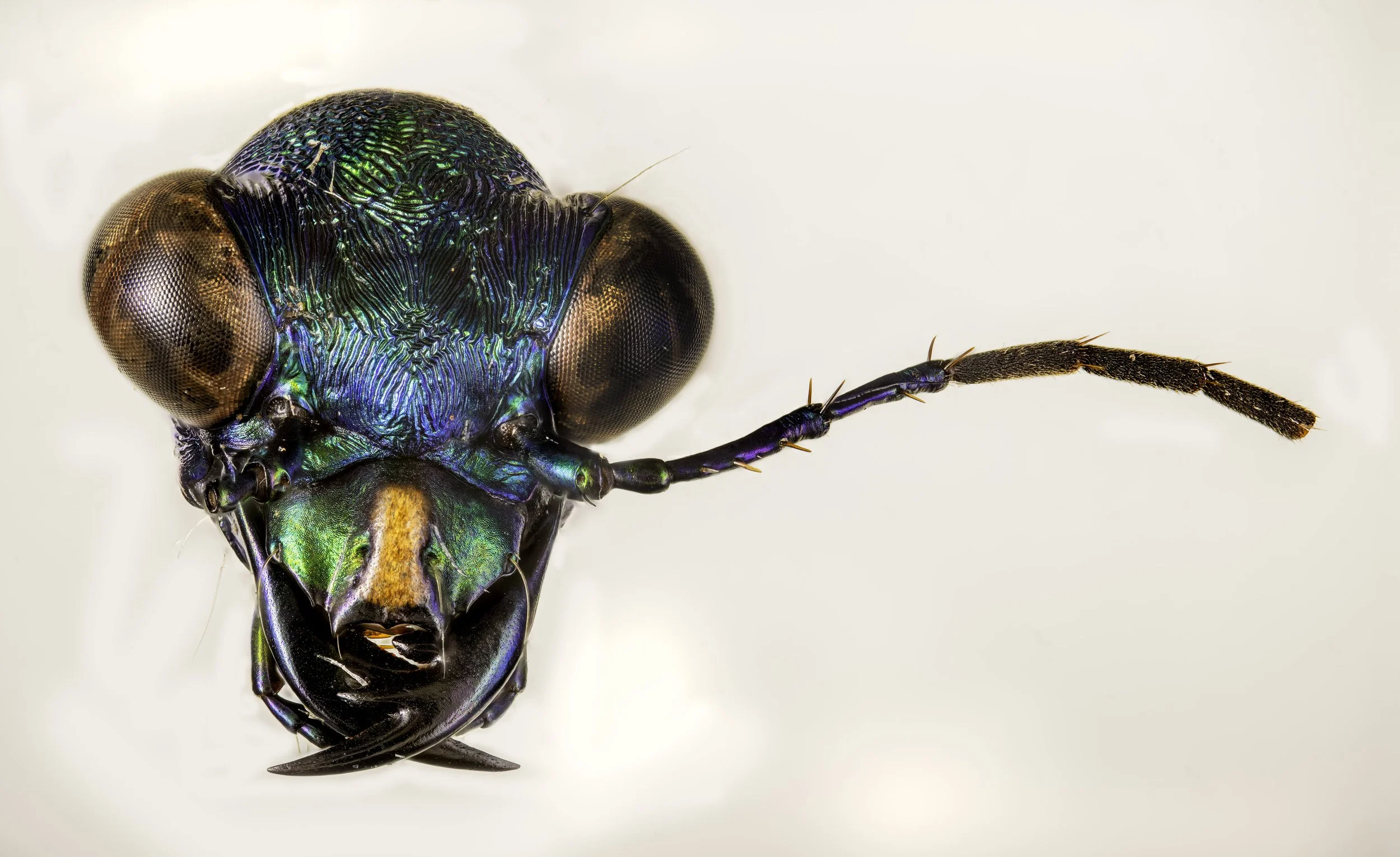 TigerBeetle.jpg