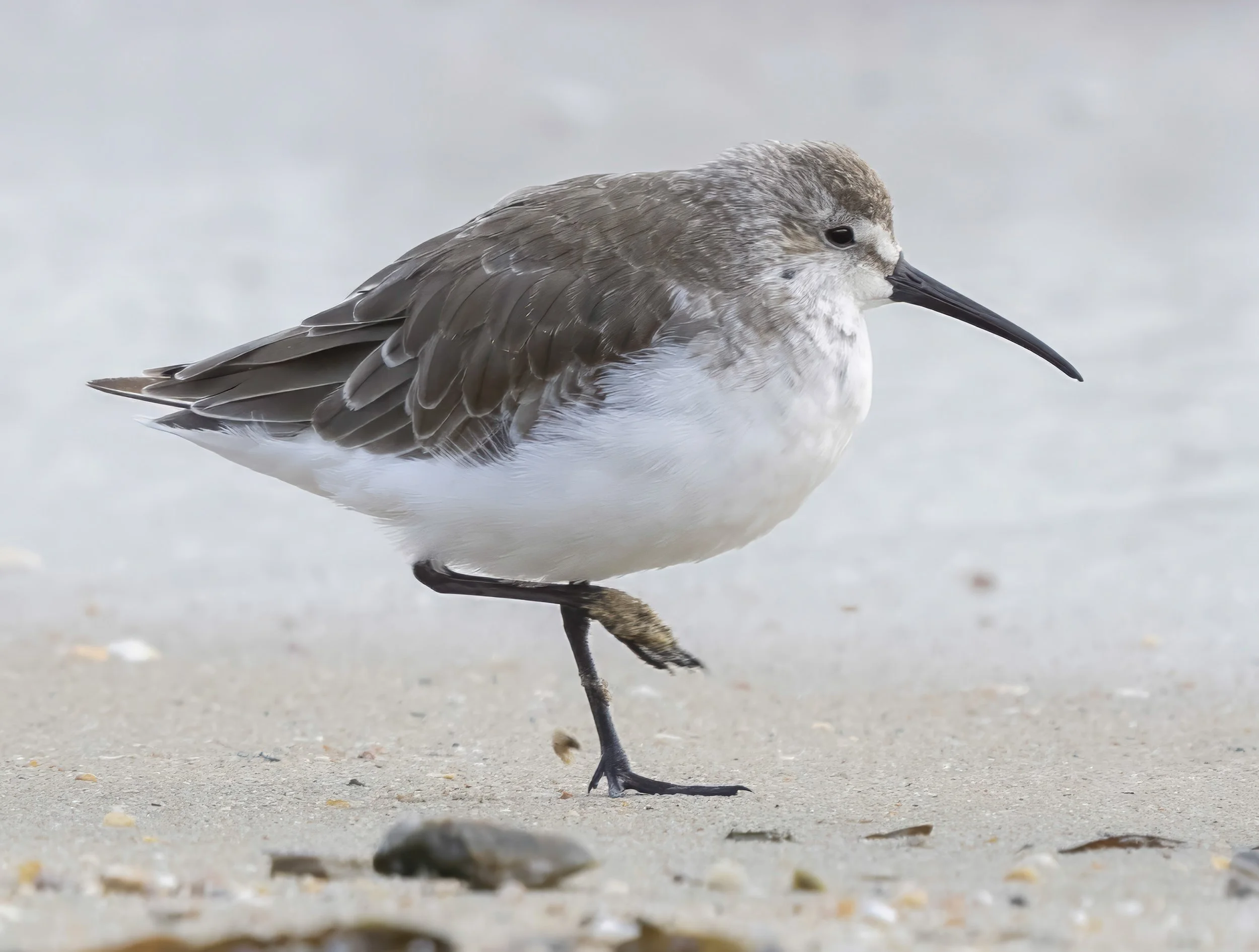Curlew Sandpiper