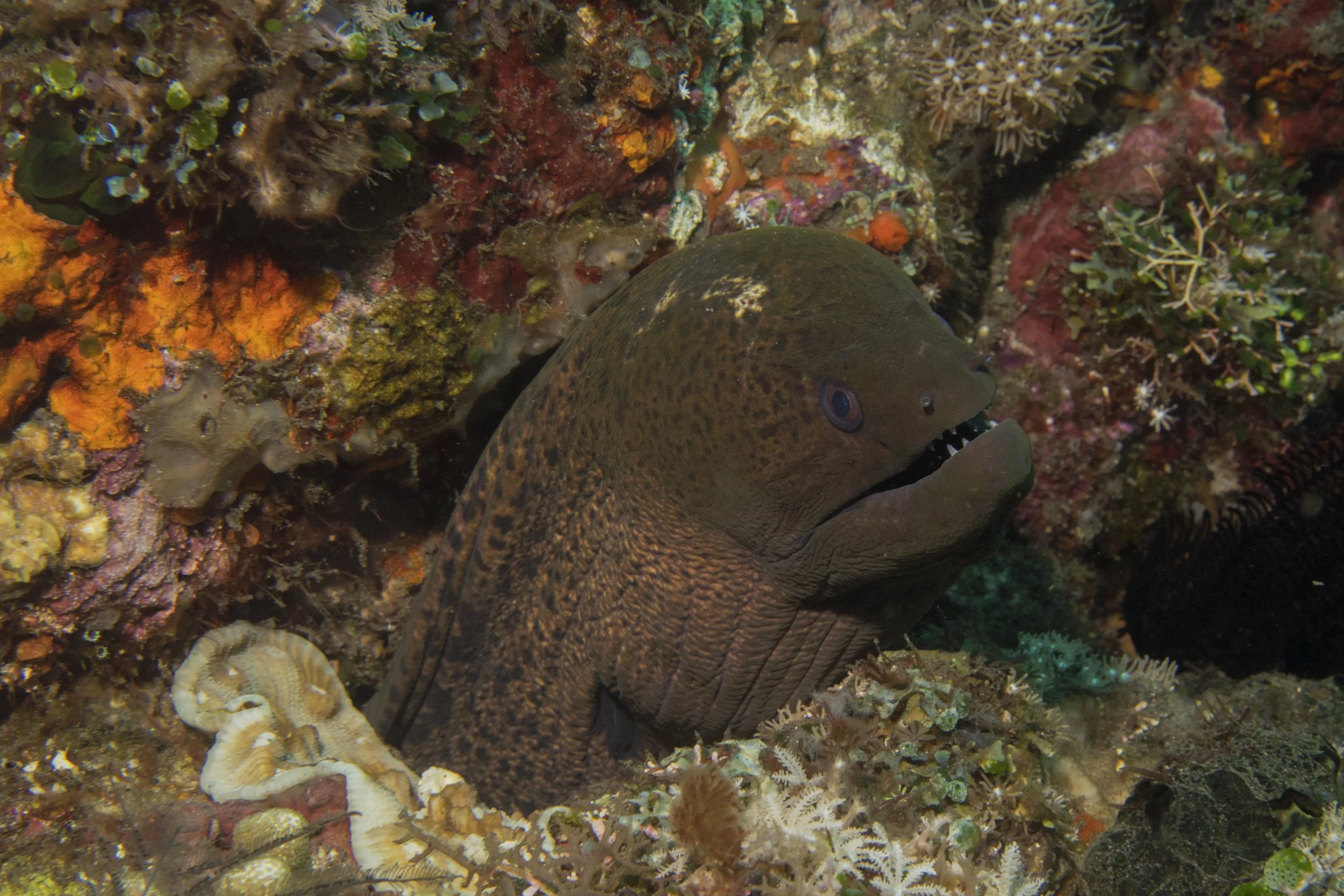 Komodo_DSC06953.jpg