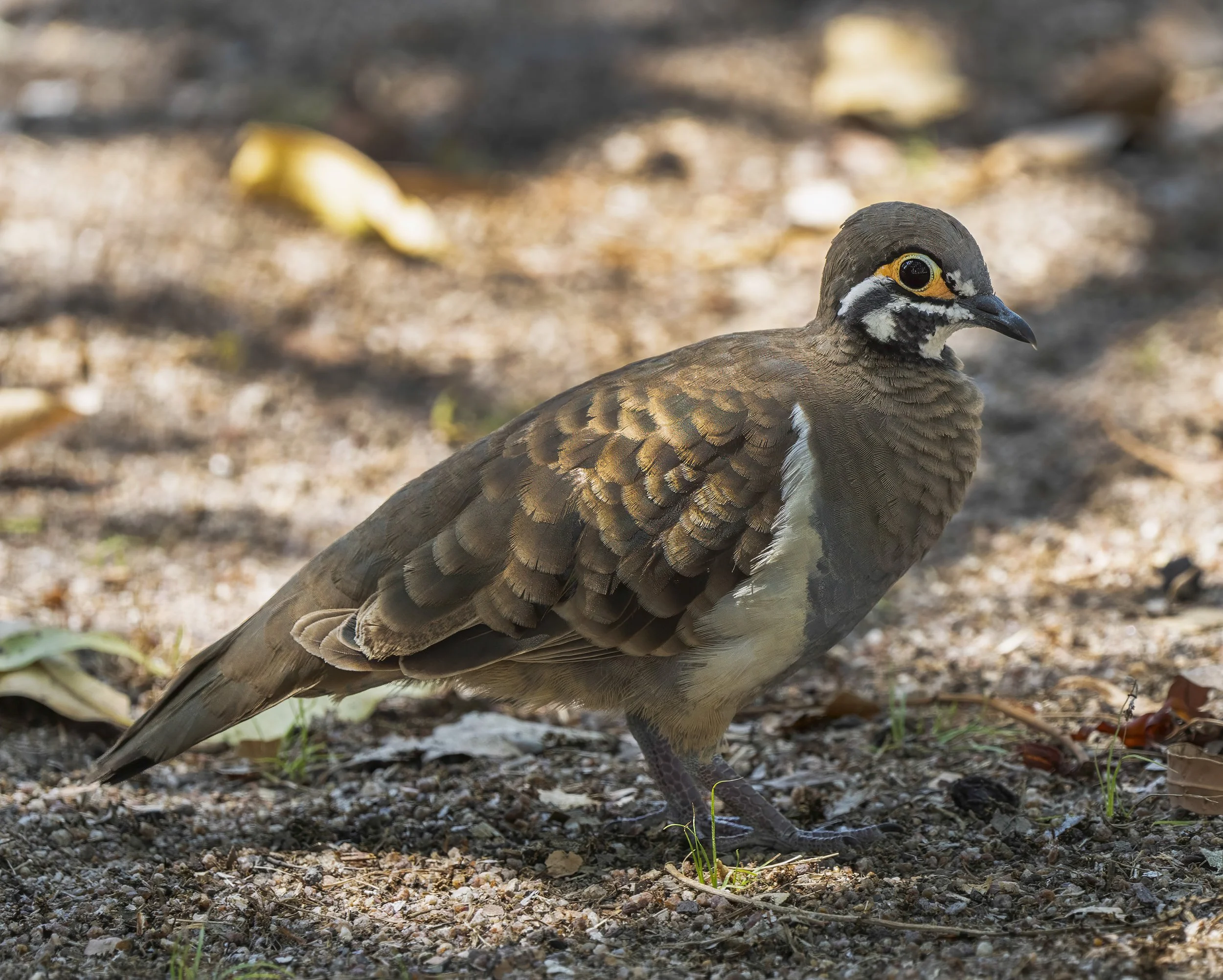 Squatter Pigeon
