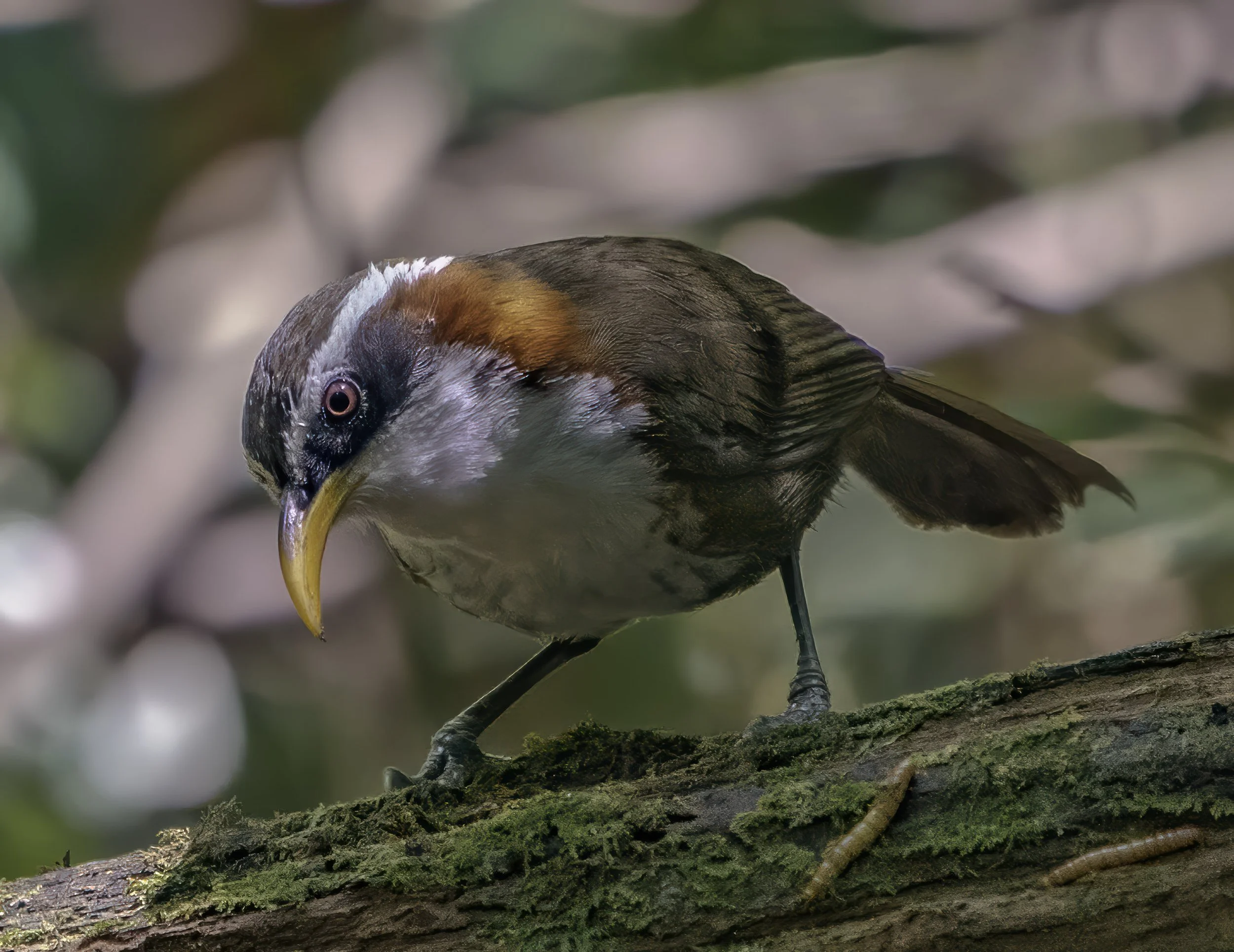 White Browed Scimitar Babbler 