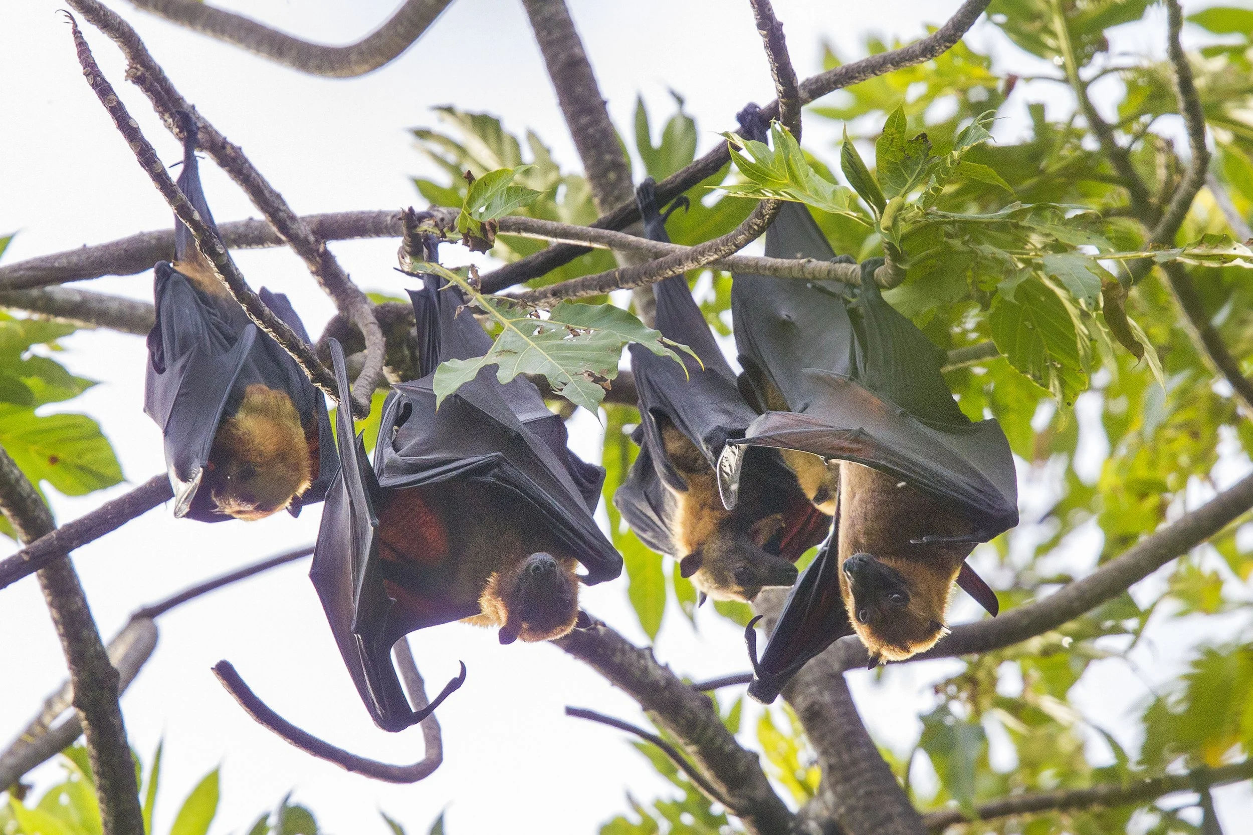 Fruit Bat, Indonesia