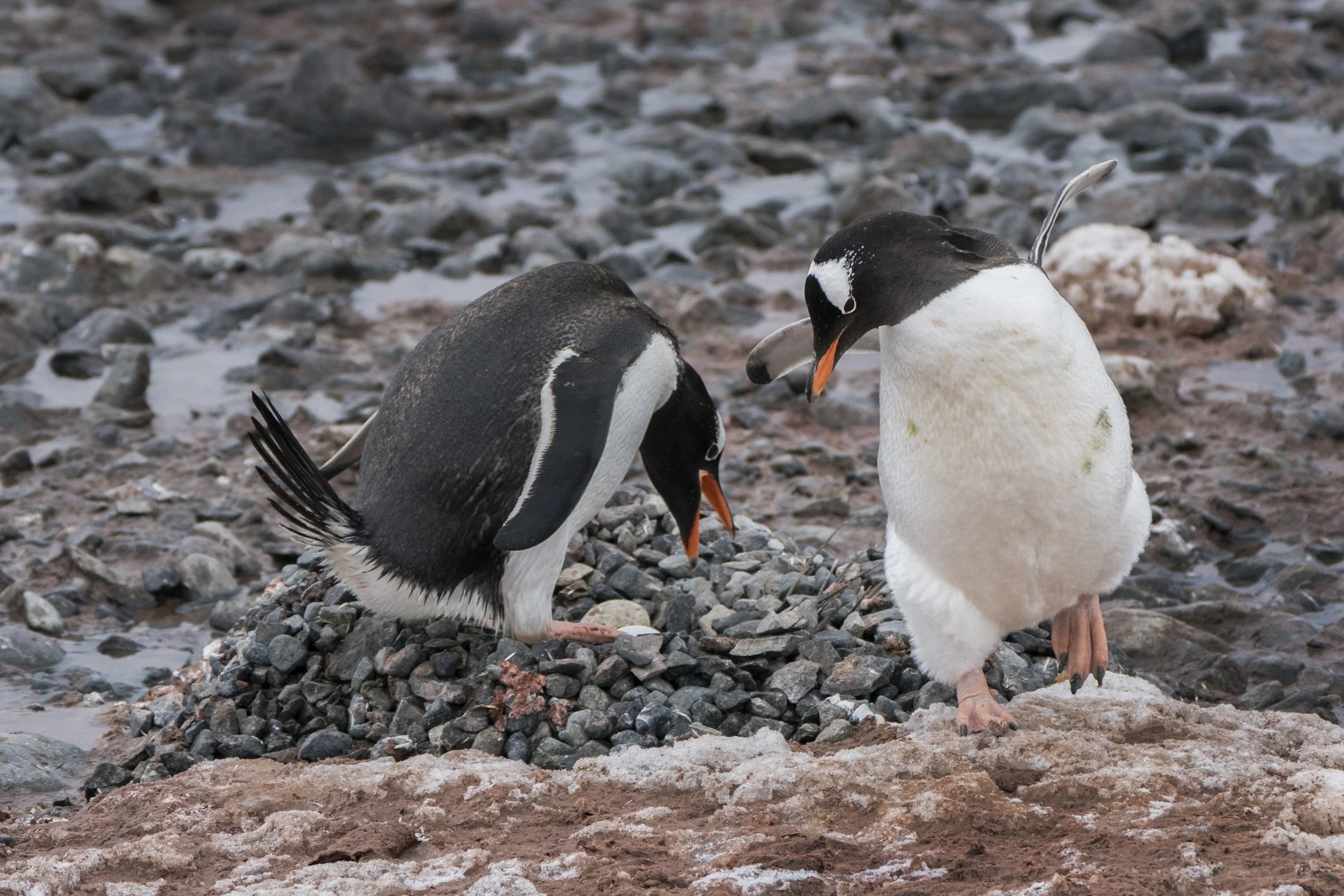 Gentoo Penguin