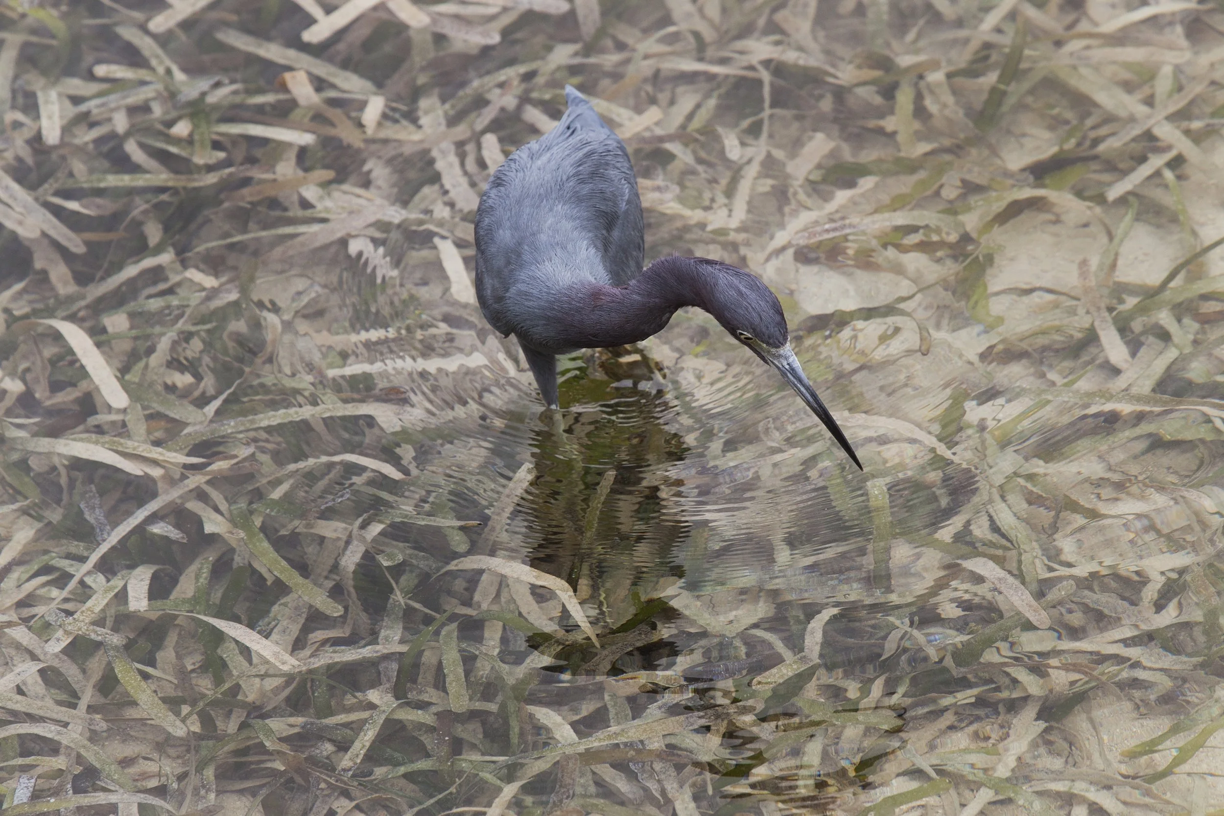 Little Blue Heron