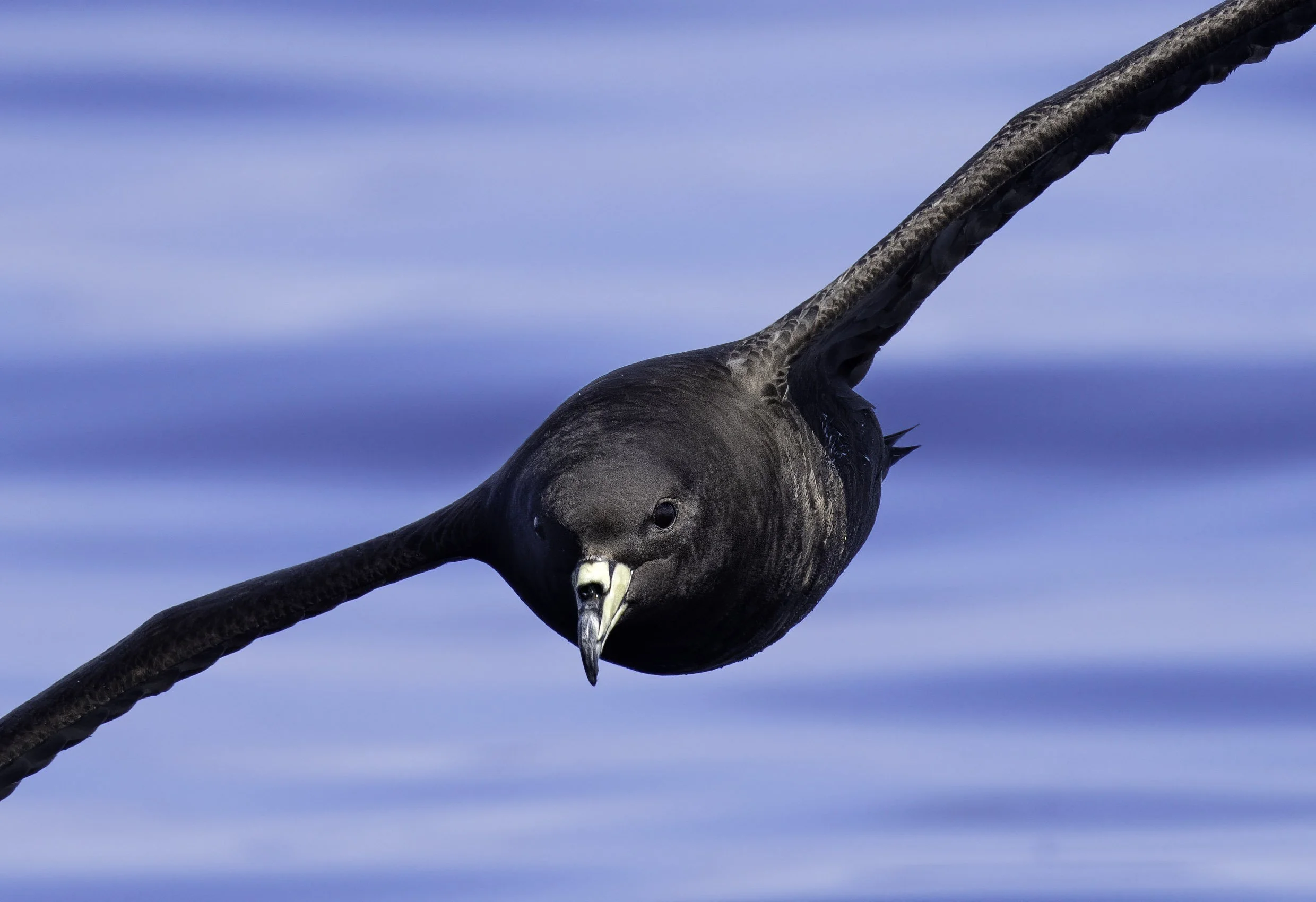 Parkinson's Petrel (Black Petrel)
