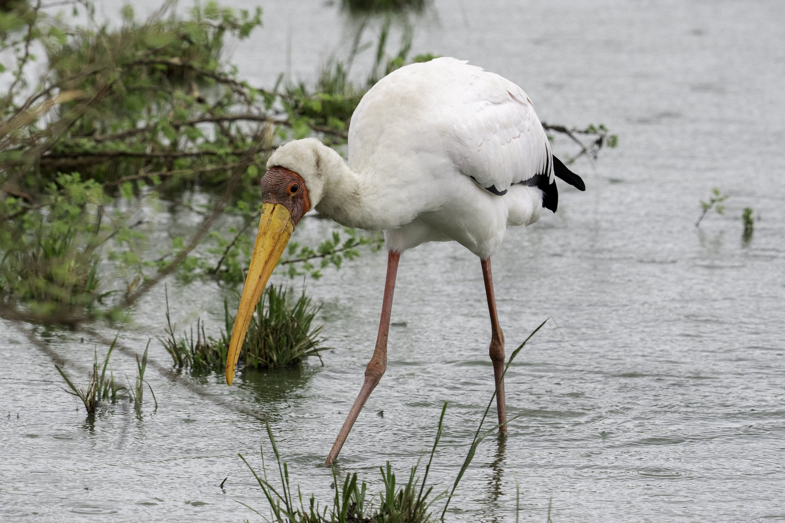Yellow Billed Stork