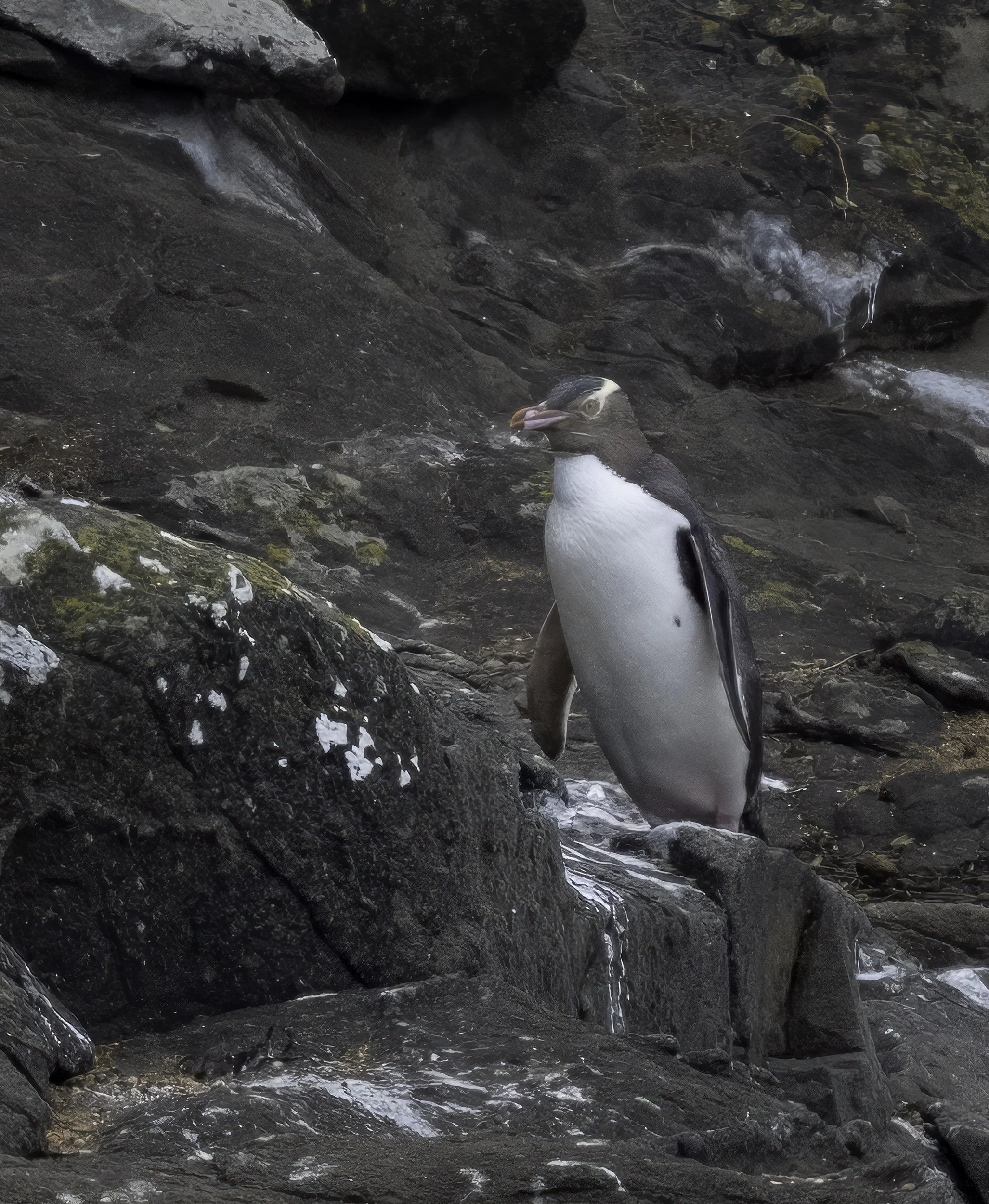 Yellow Eyed Penguin