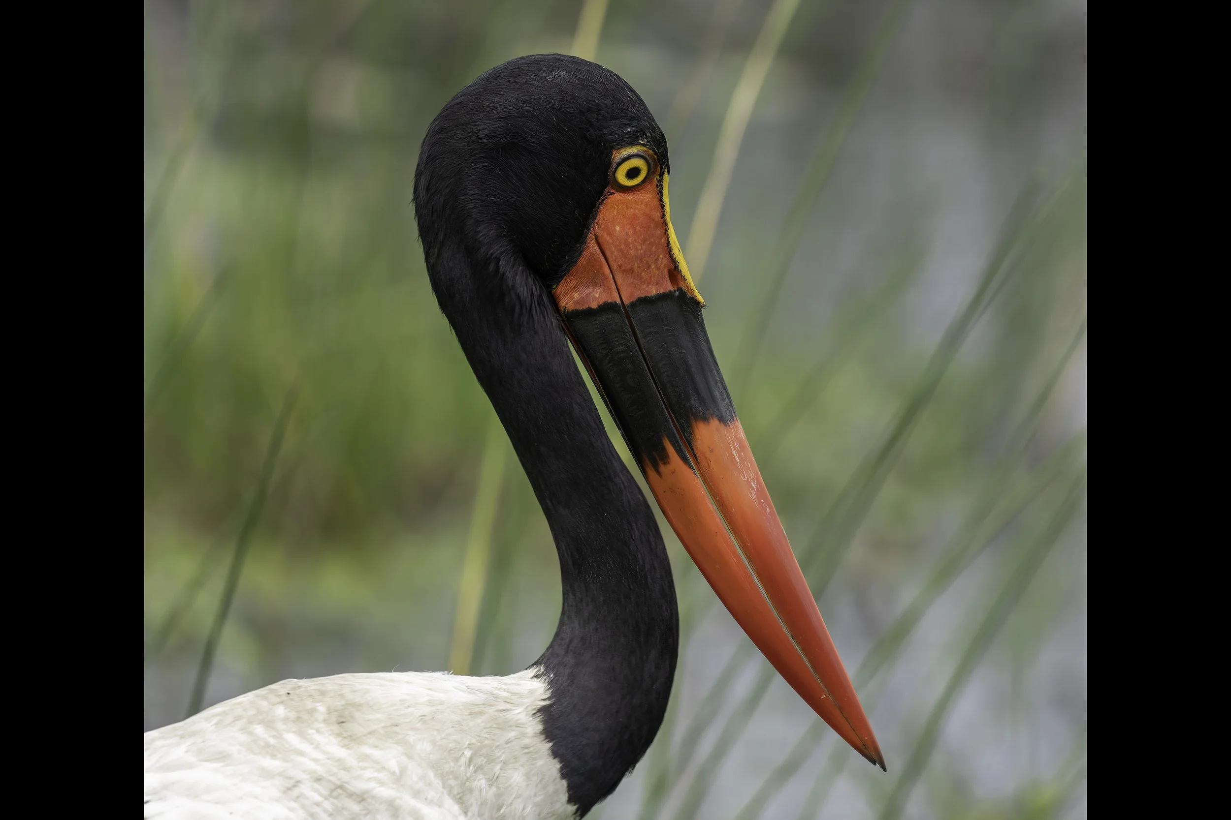 Saddle Billed Stork