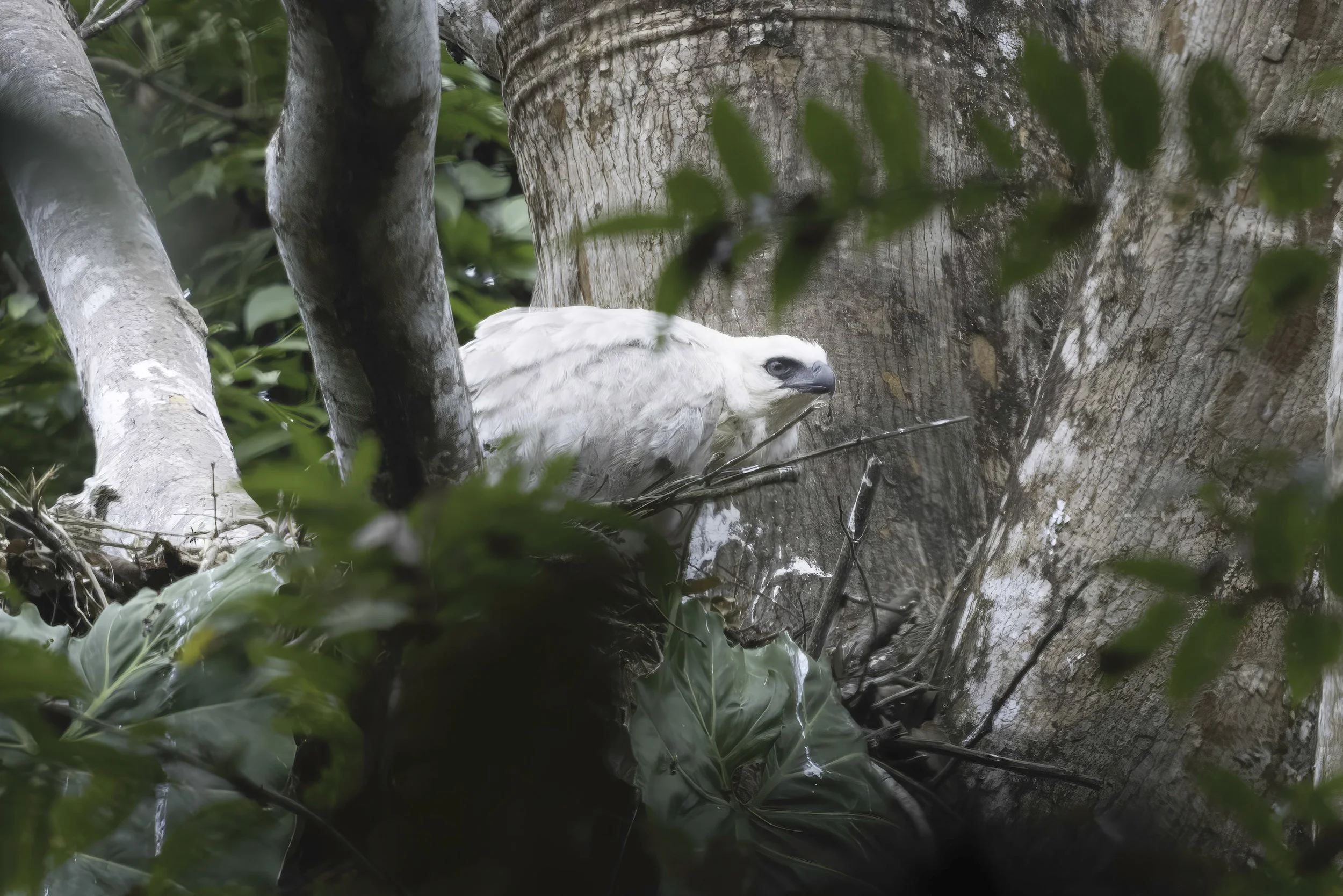 Crested Eagle Chick