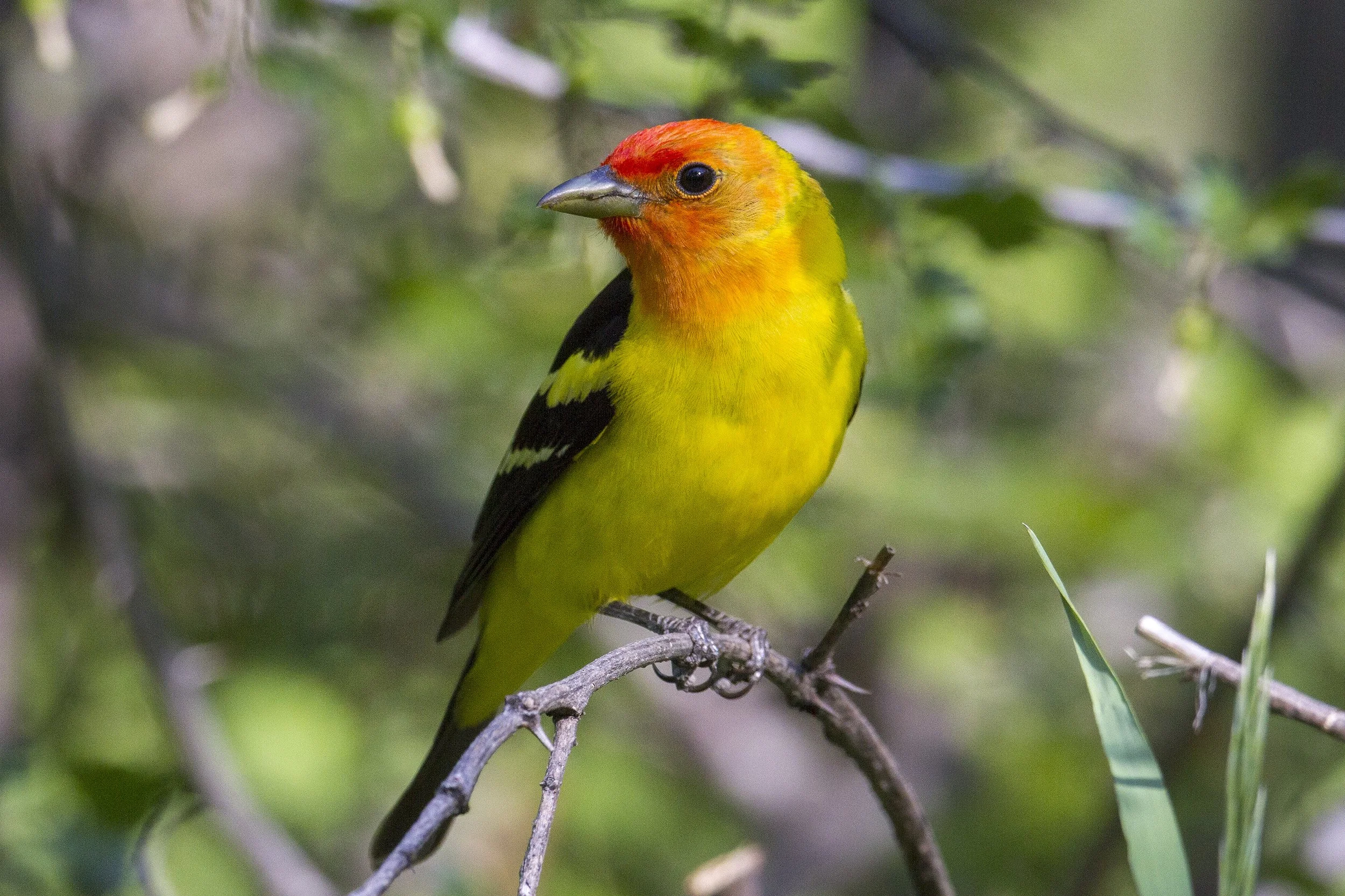 Western Tanager