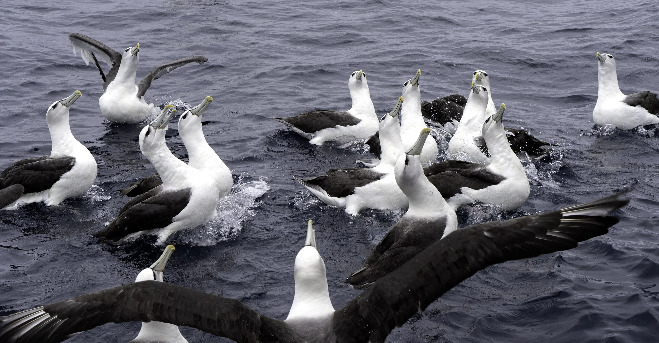 White Capped Albatross
