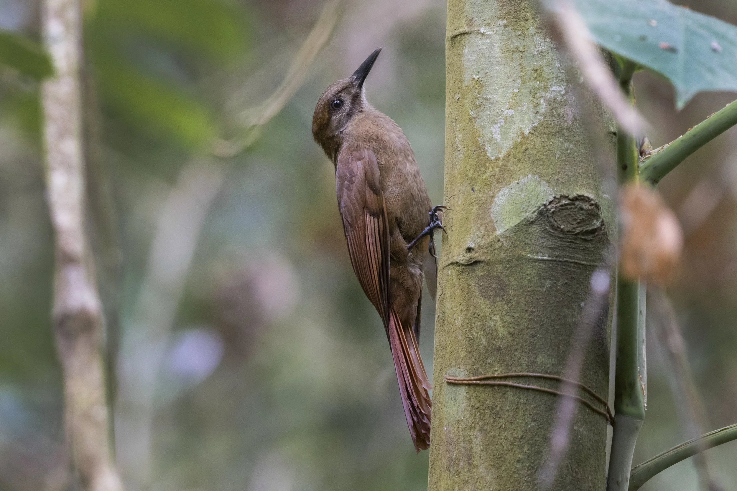 Plain Brown Woodcreeper