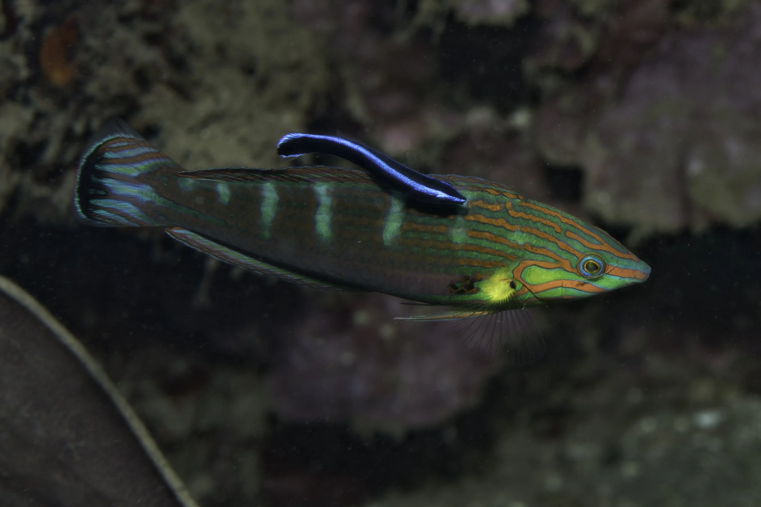 Ambon_DSC01234.jpg
