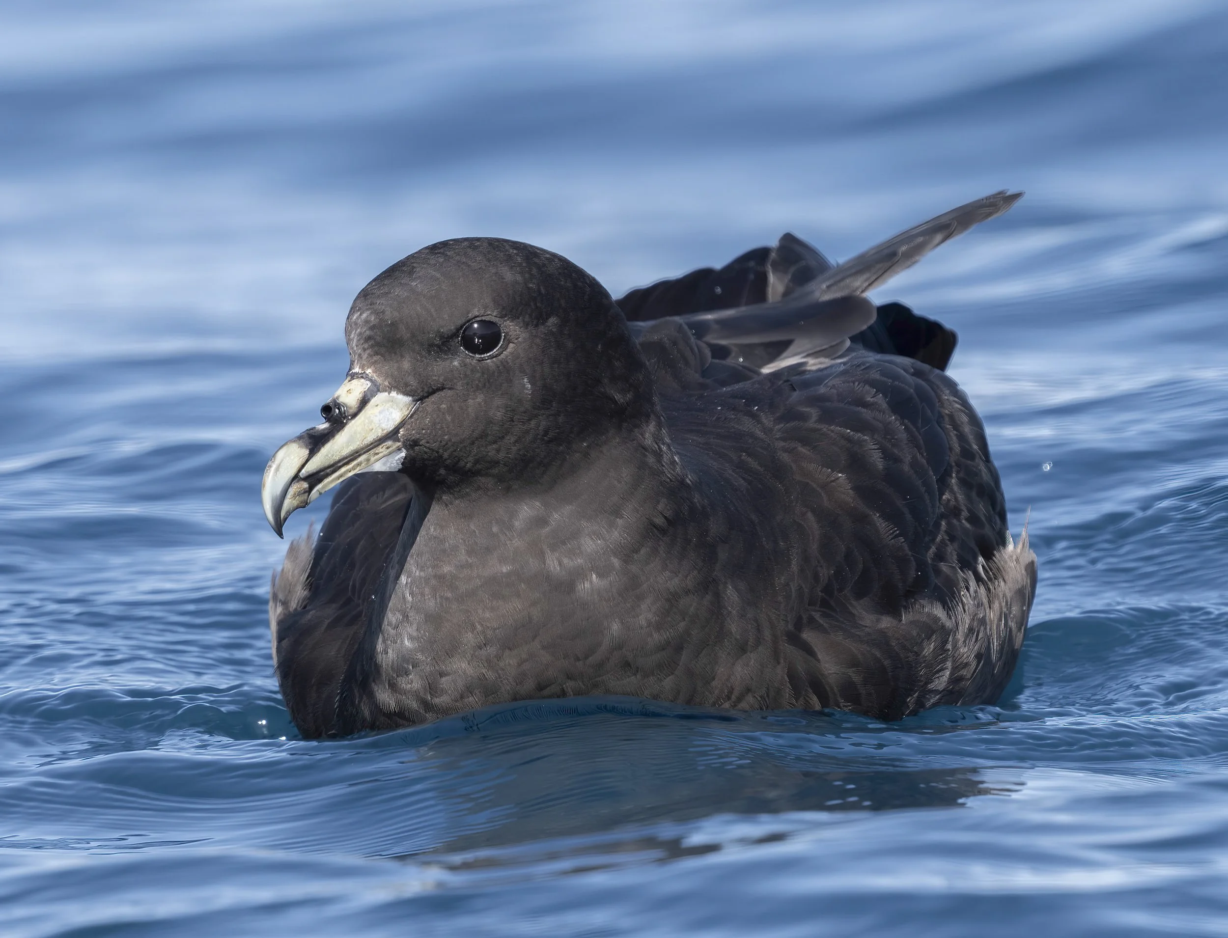 White Chinned Petrel