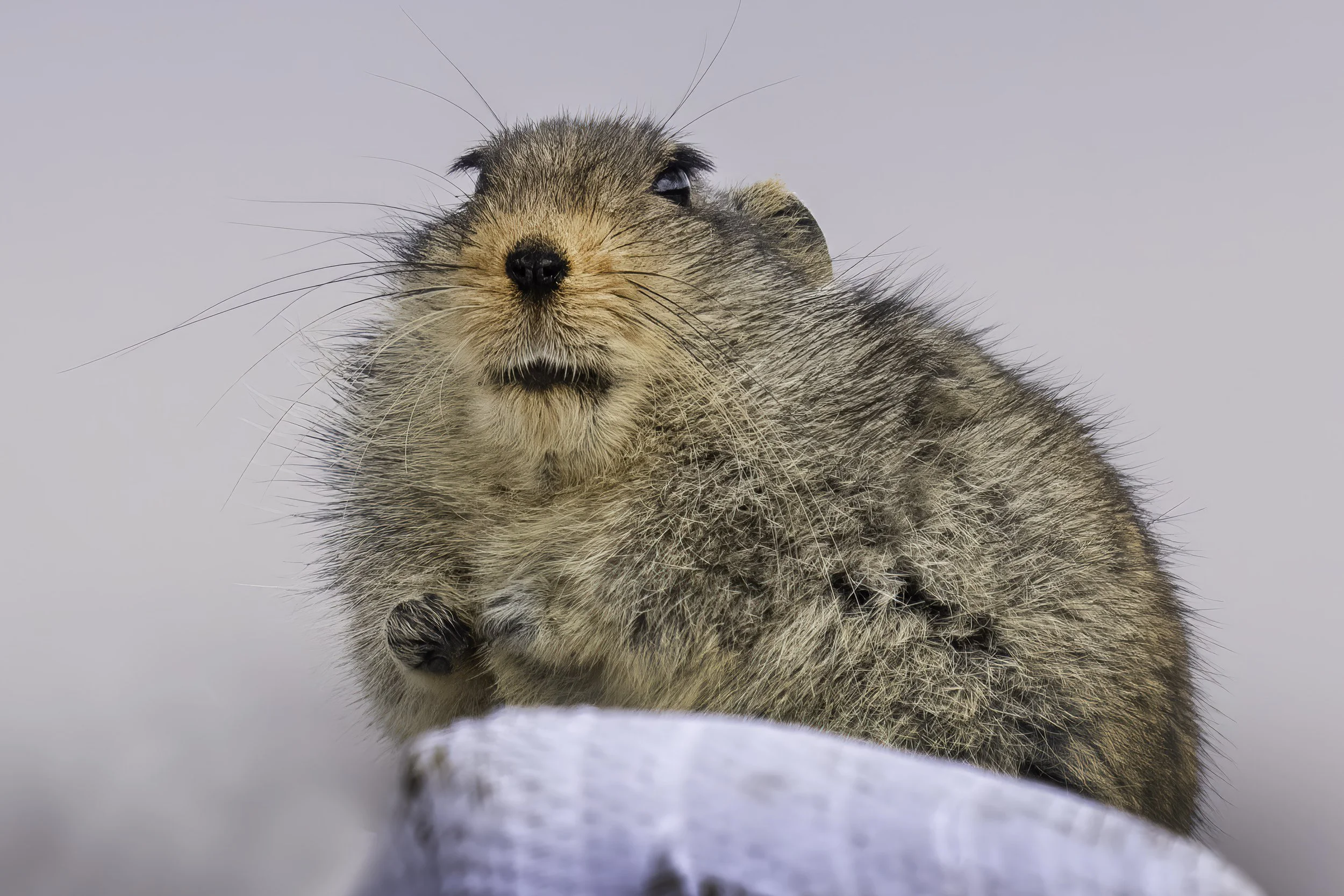 Sloggett's Ice Rat