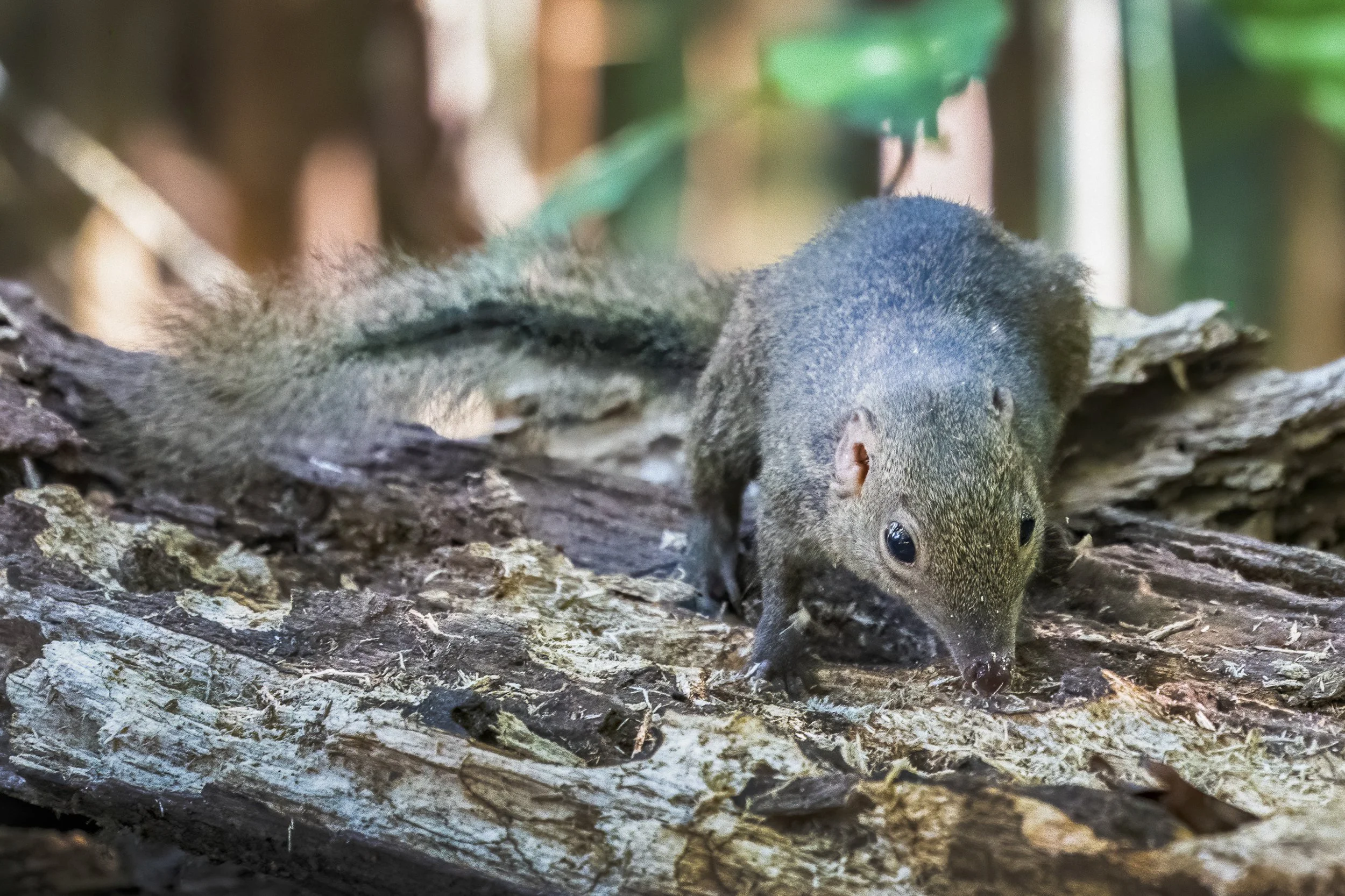 Northern Treeshrew, Vietnam