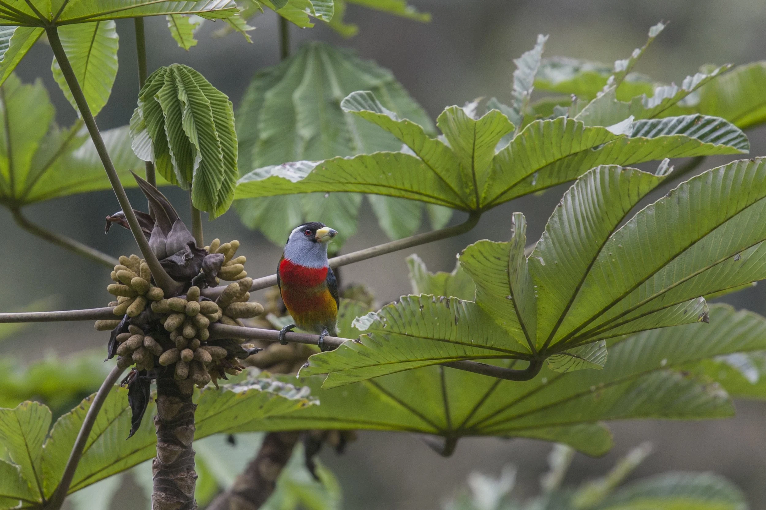 Toucan Barbet