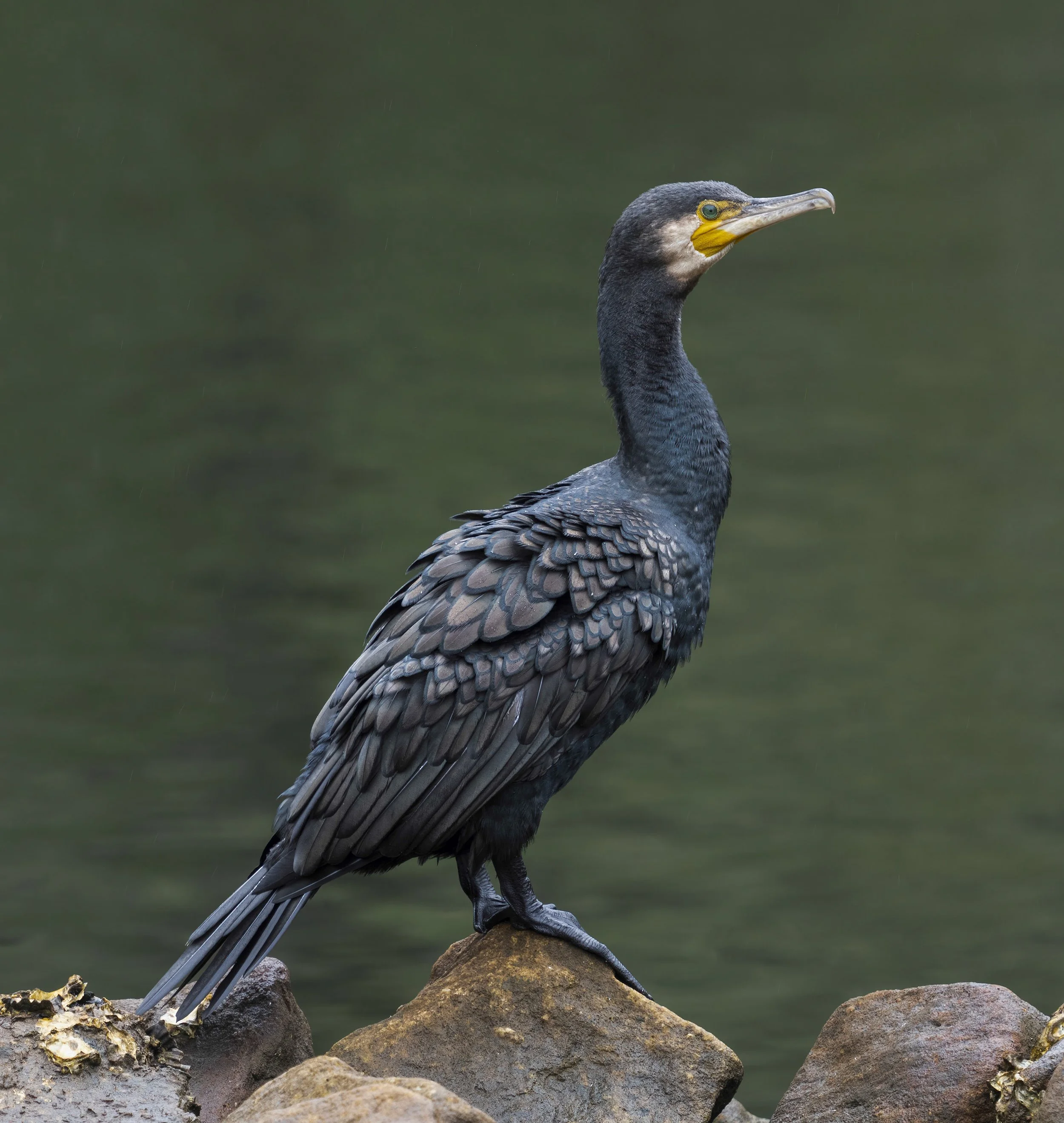 Great Cormorant