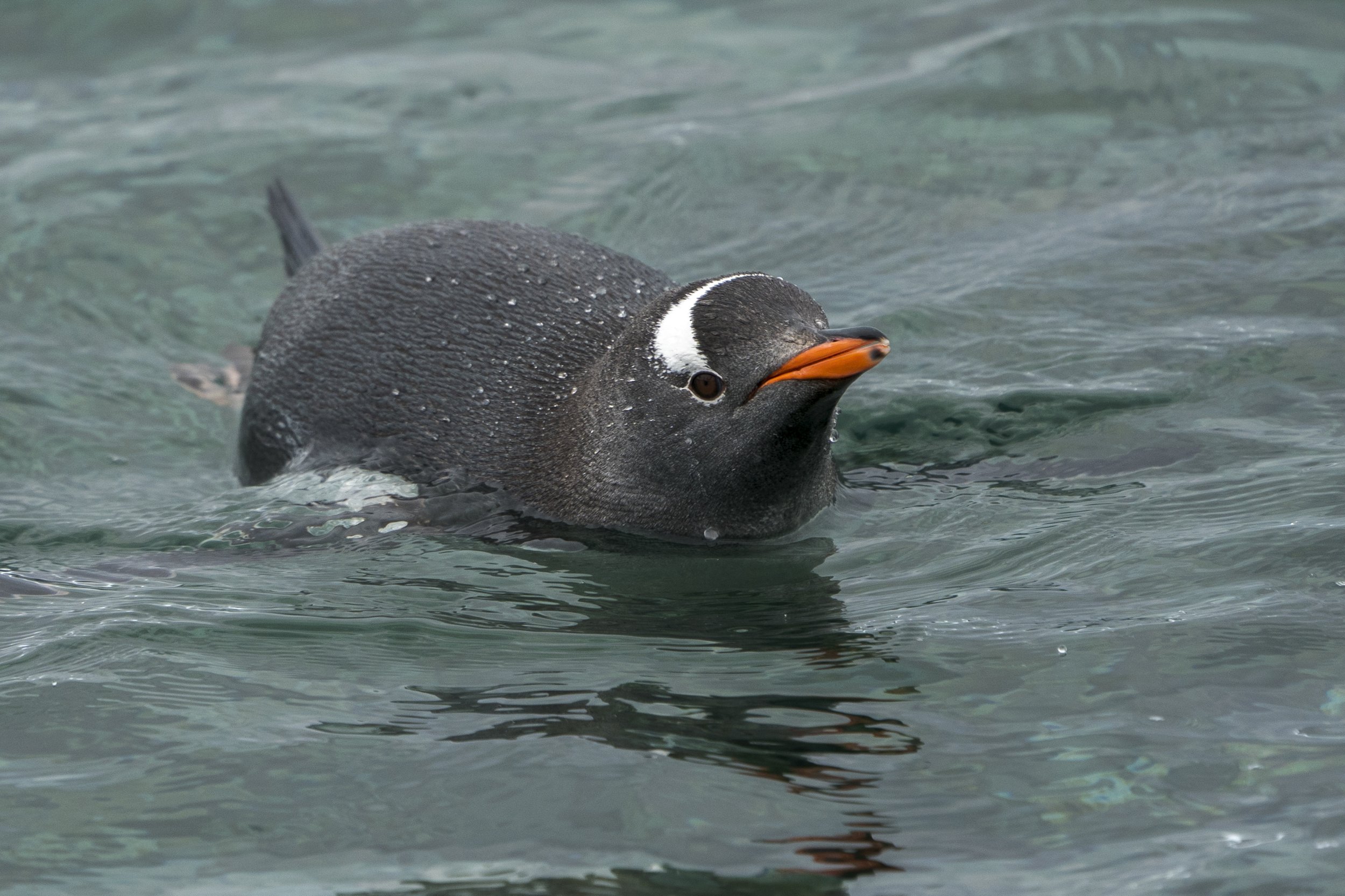 Gentoo Penguin