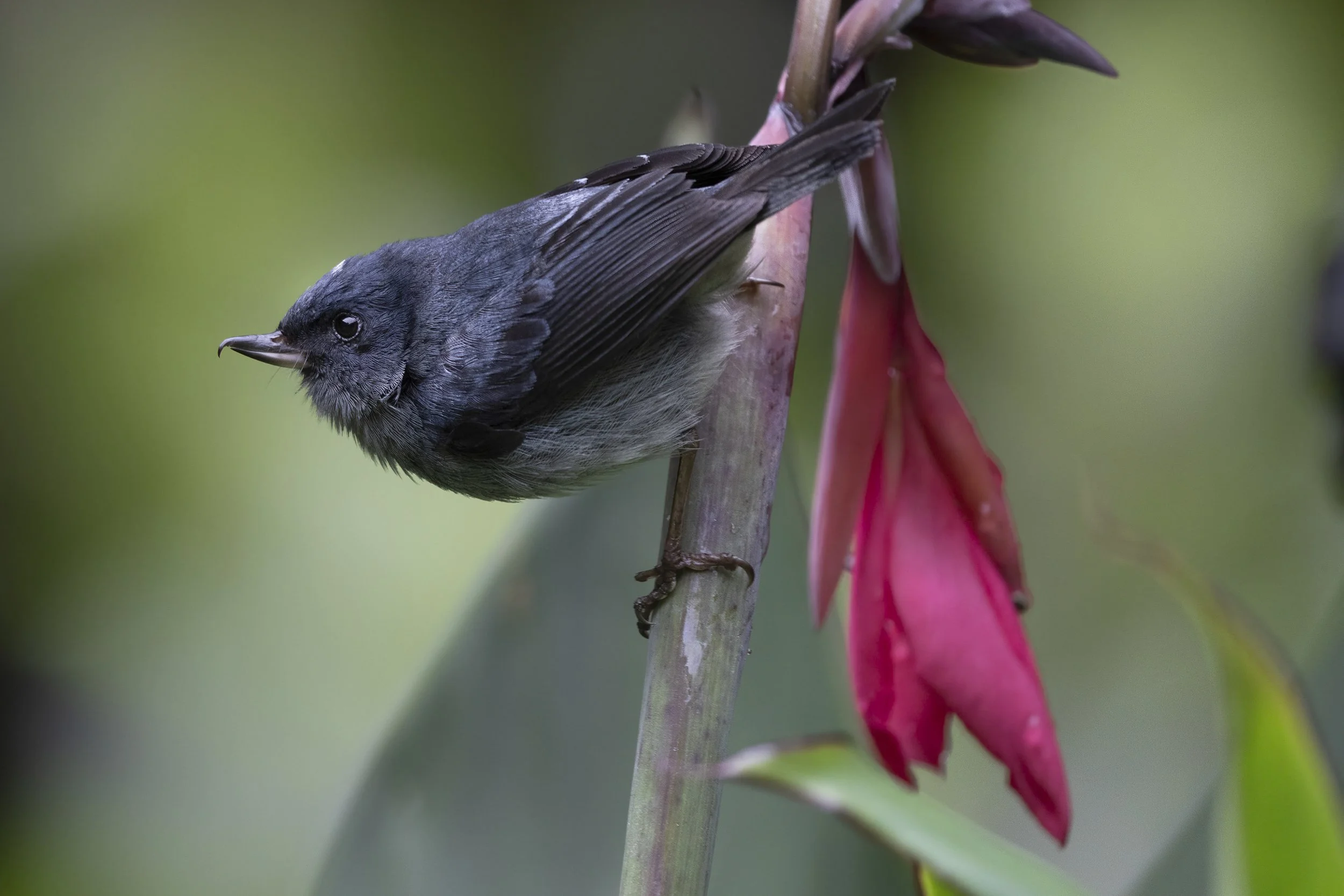  Slaty Flowerpiercer