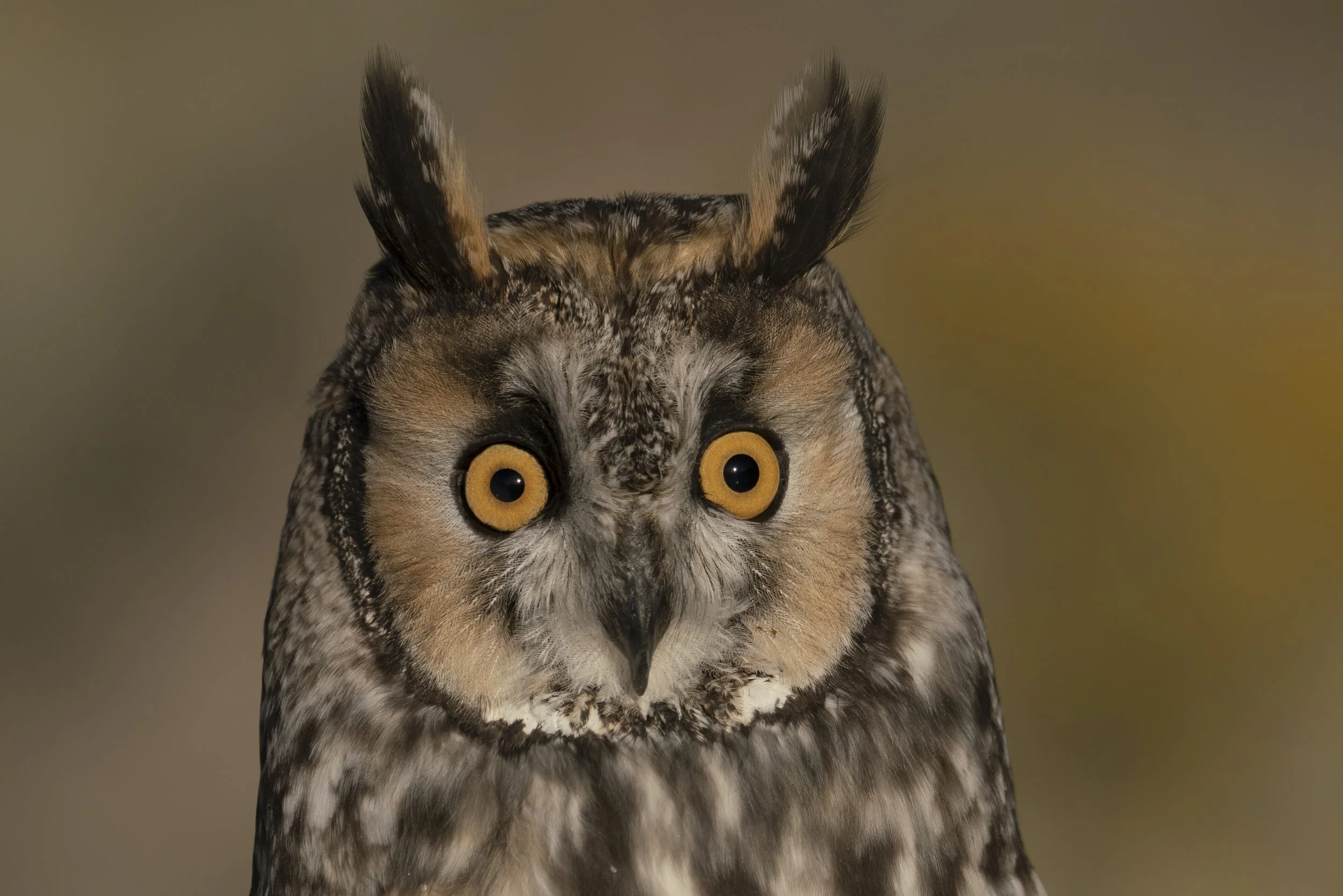 Long Eared Owl