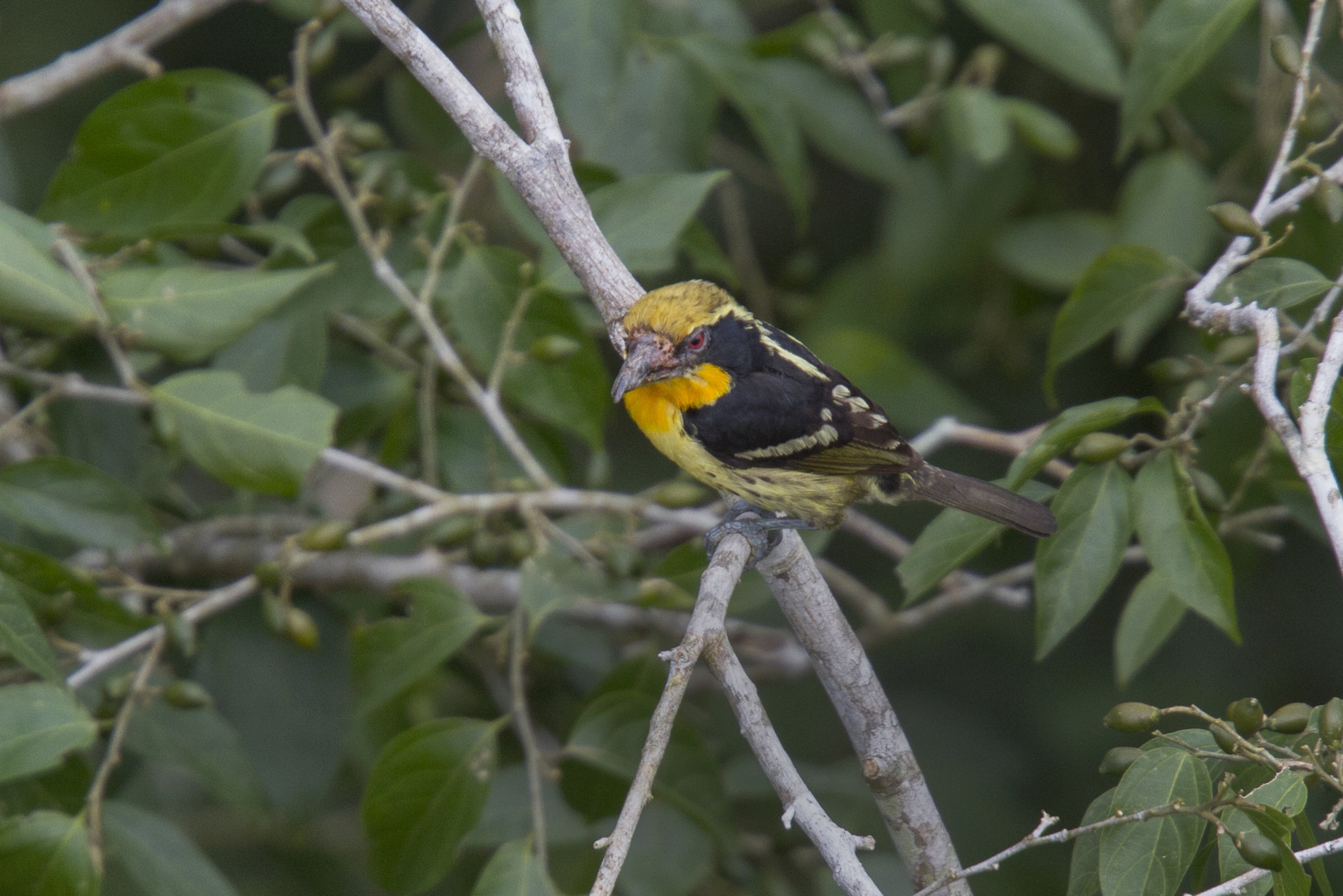 Gilded Barbet