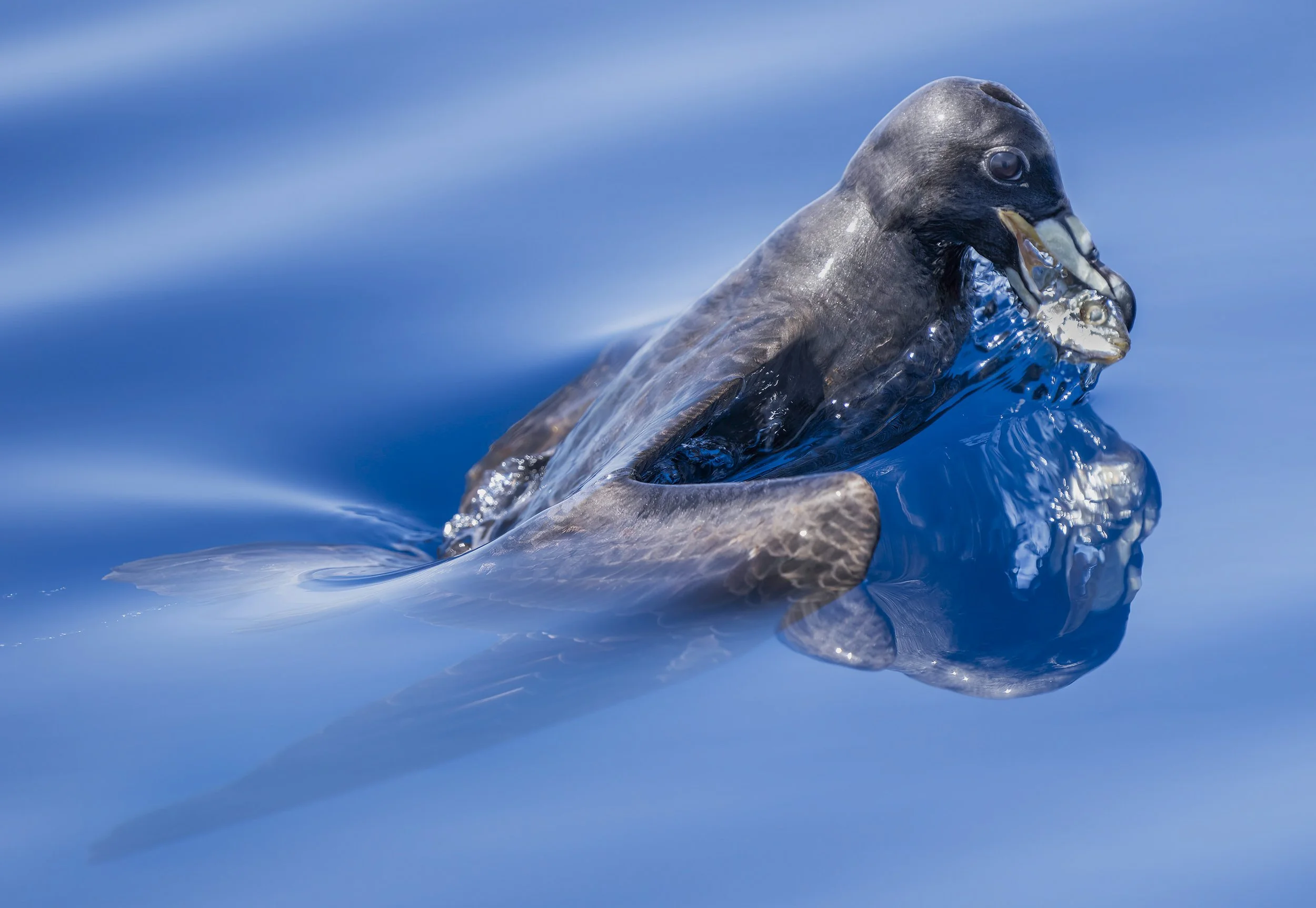 Parkinson's Petrel (Black Petrel)
