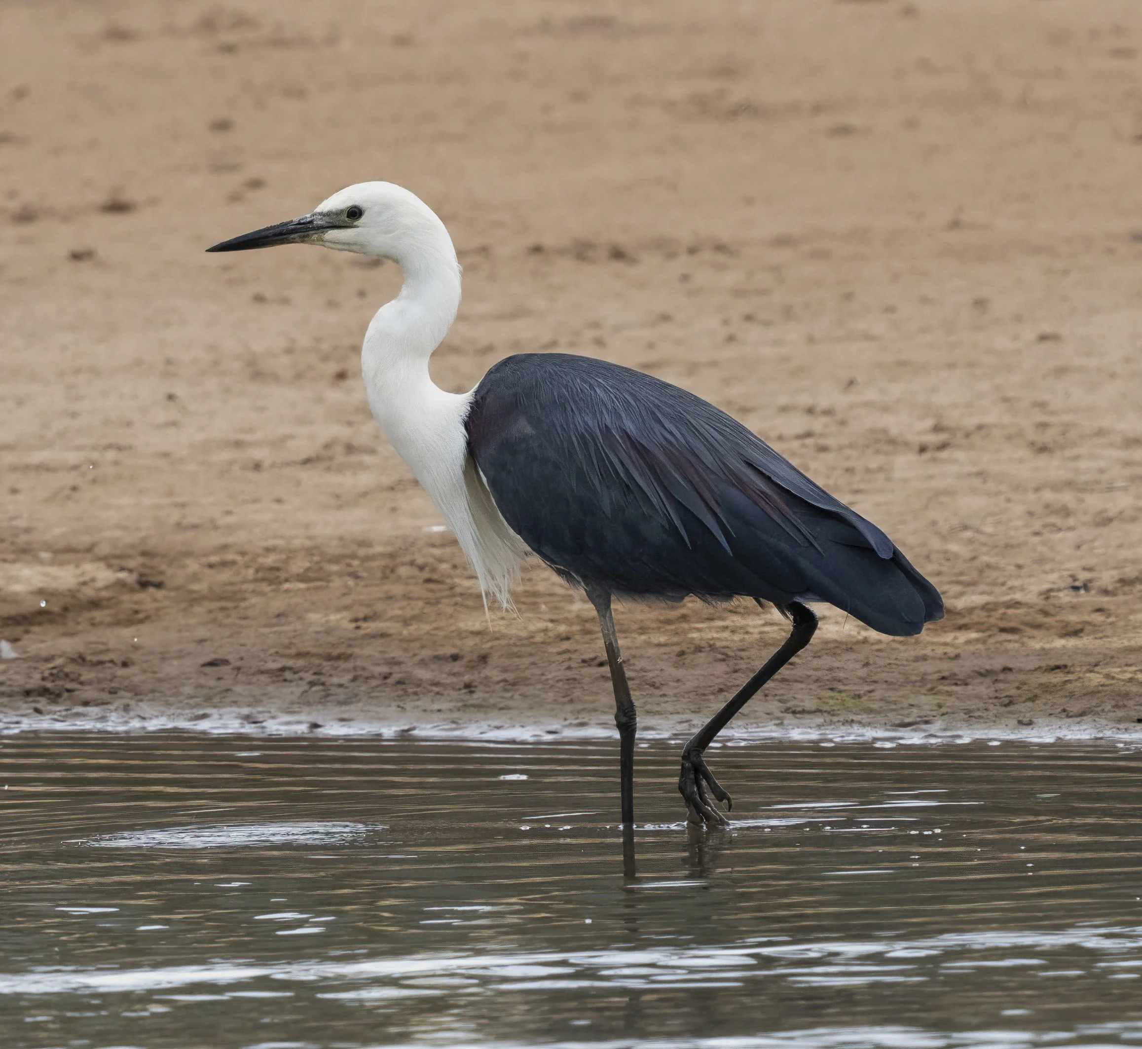White Necked Heron