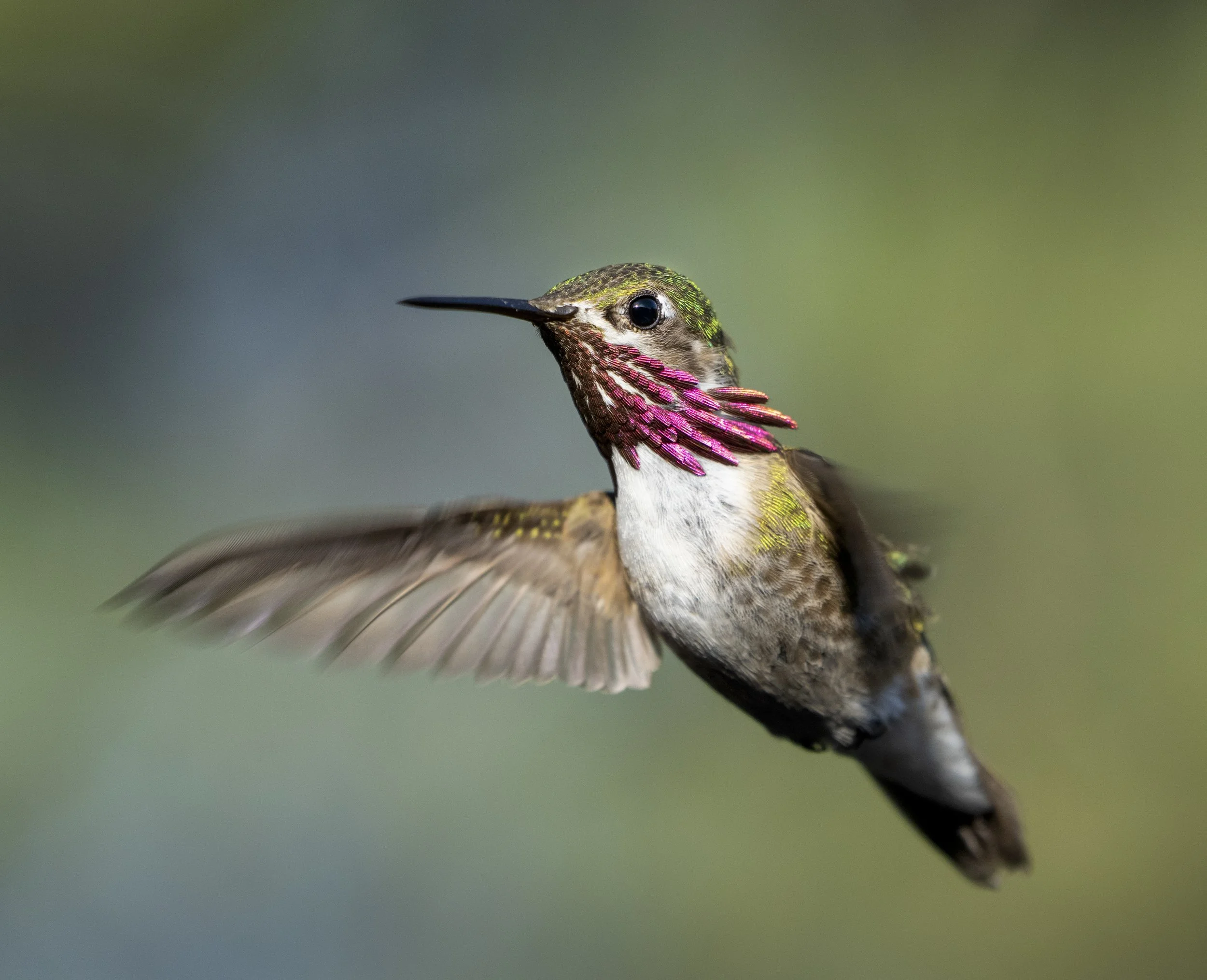 Calliope Hummingbird