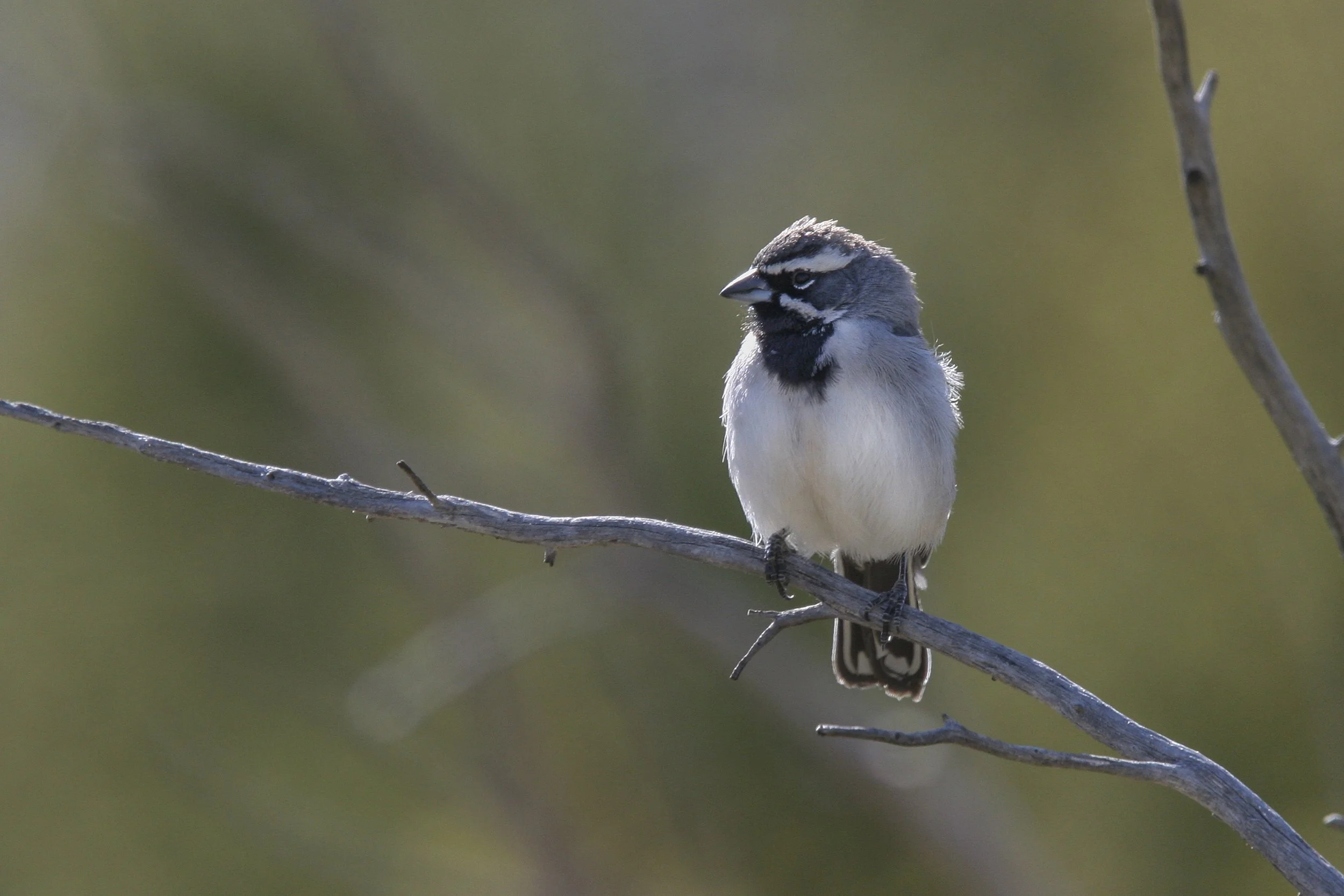 Black Throated Sparrow