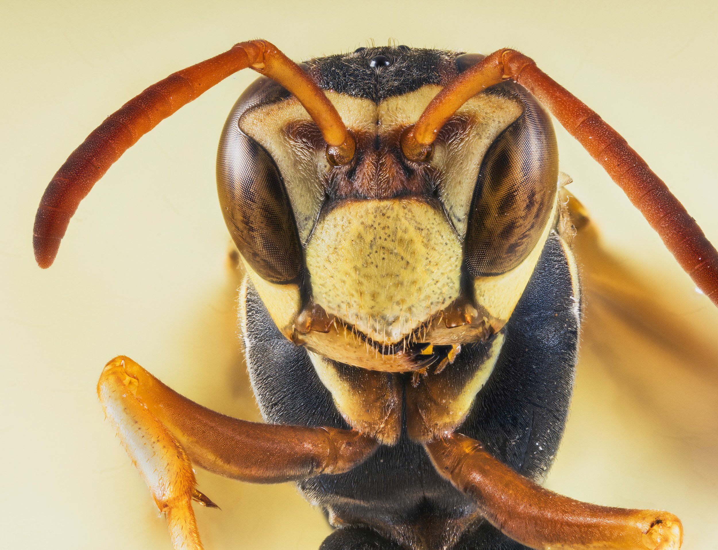 Wasp_1.jpg