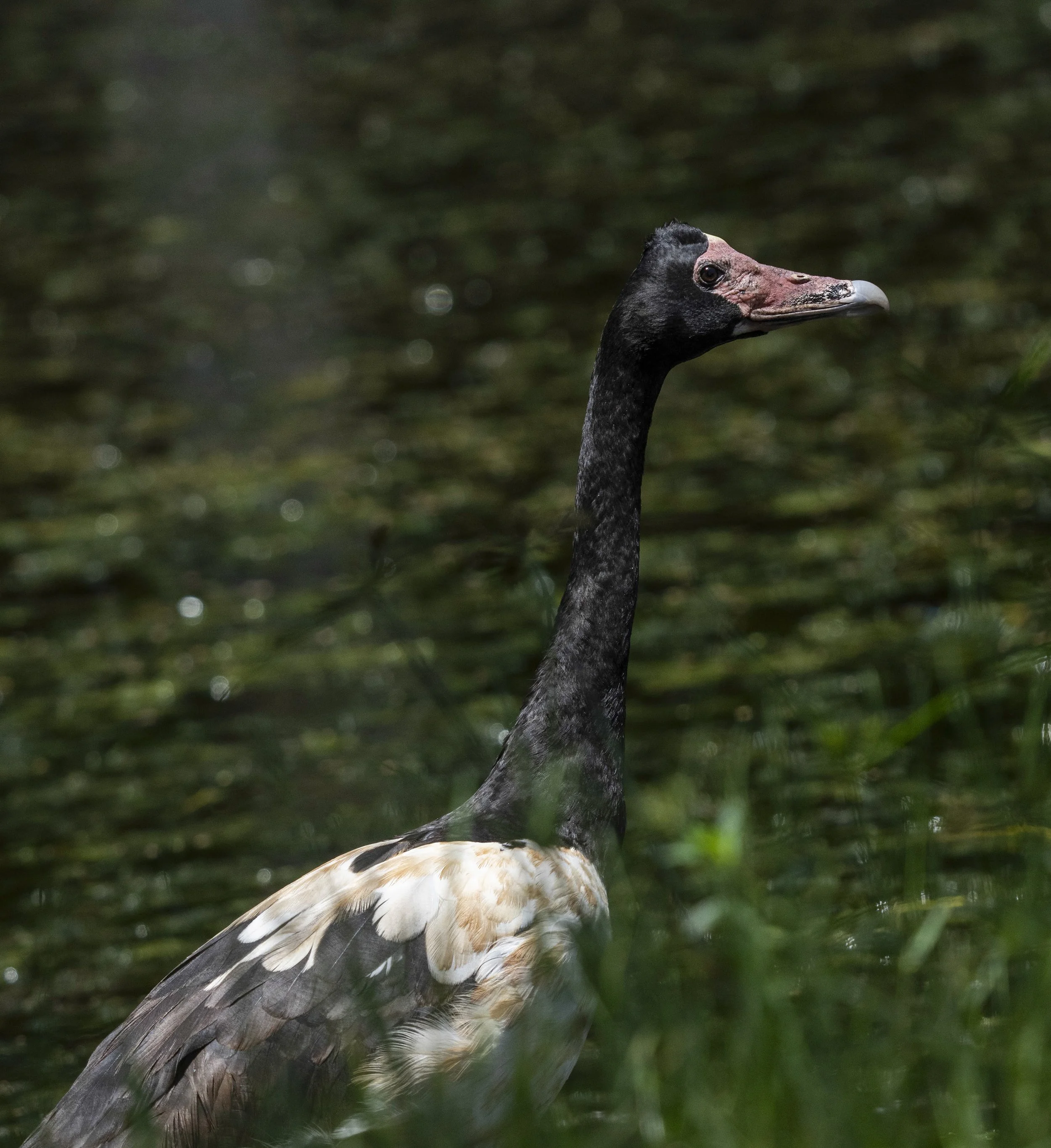 Magpie Goose