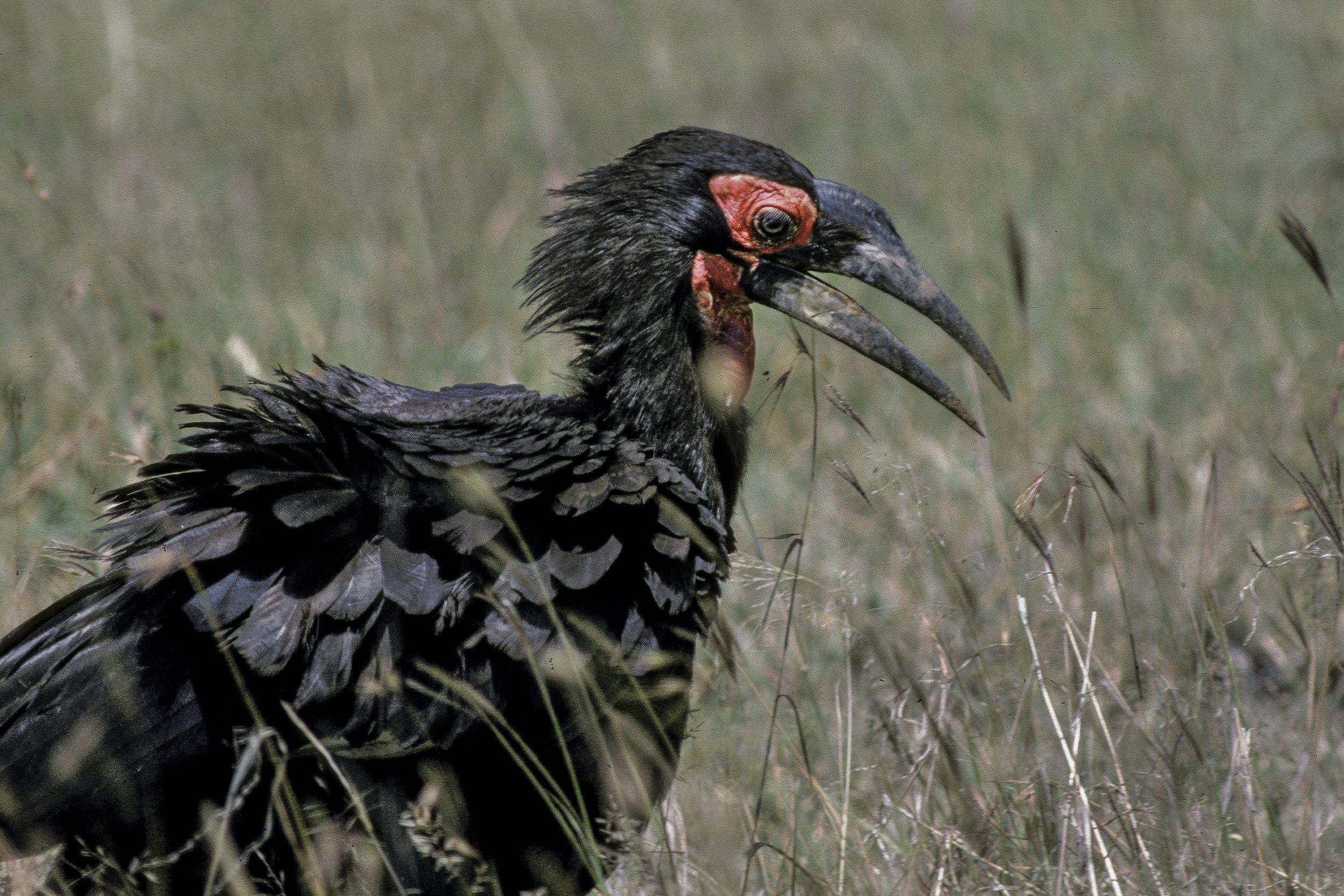 Southern Ground Hornbill