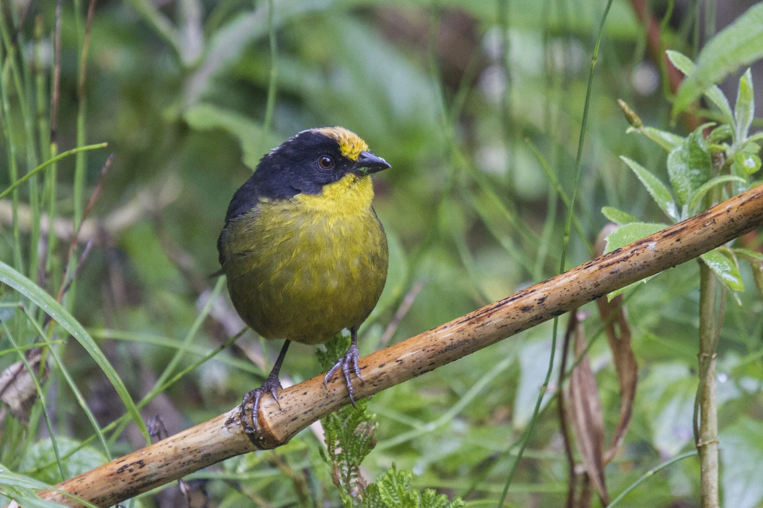 Pale Naped Brush Finch